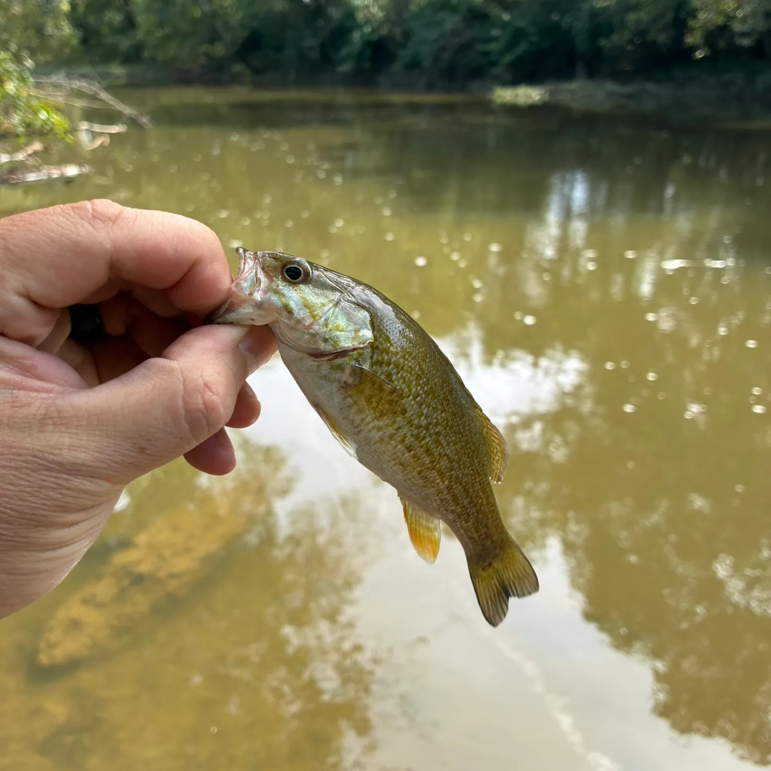 Smallmouth bass caught on Fishbrain