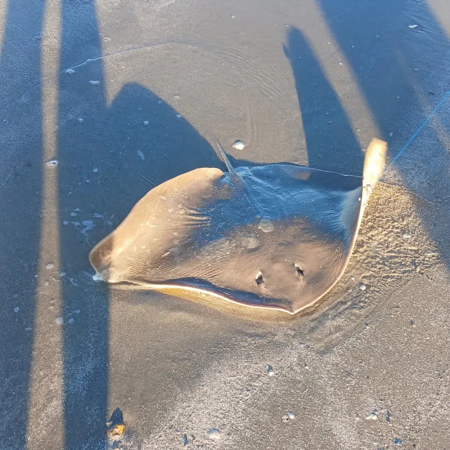 The most recent Thorntail stingray catches on Fishbrain