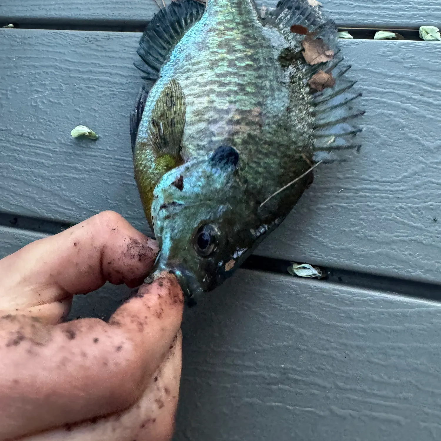 catch