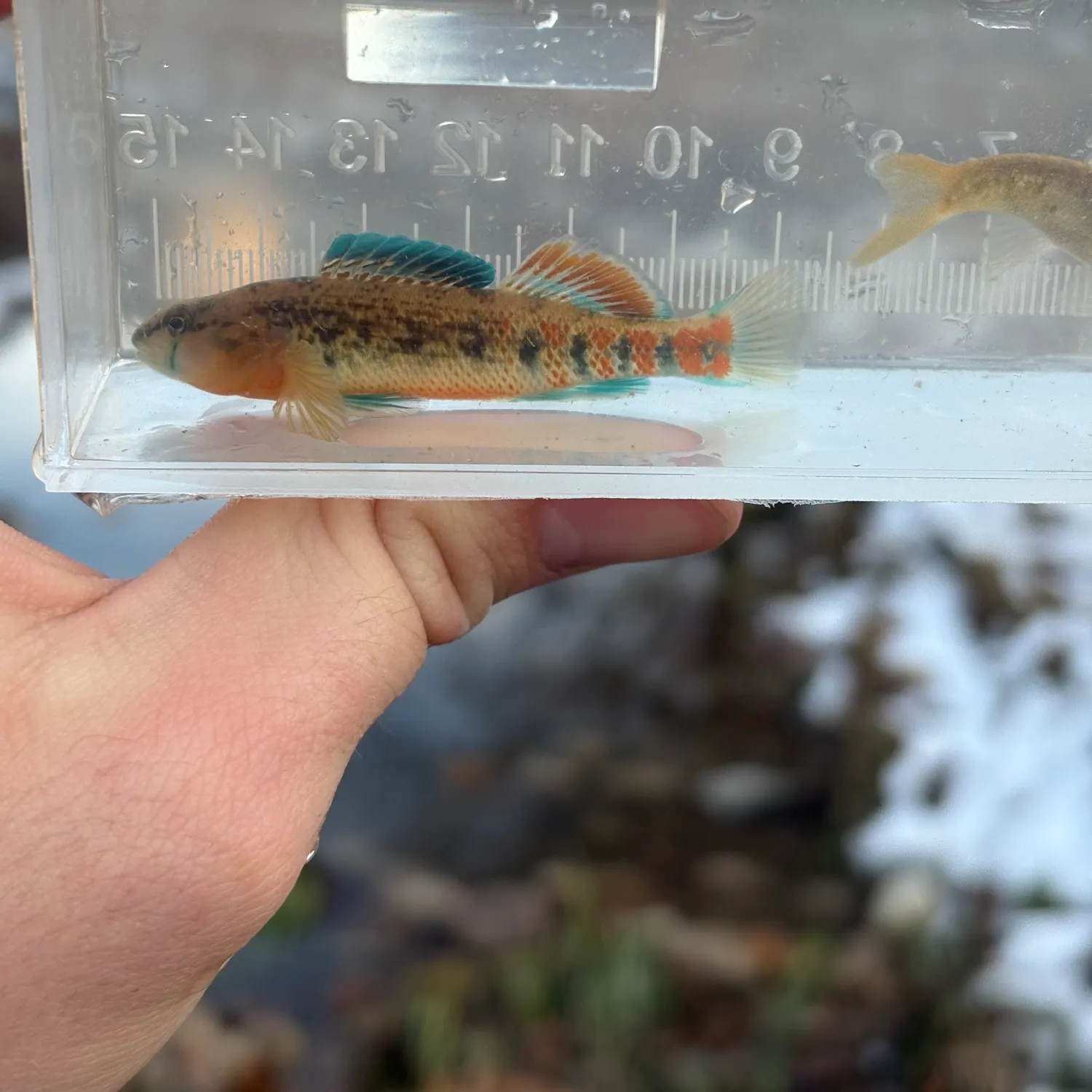 The most recent Orangethroat darter catches on Fishbrain