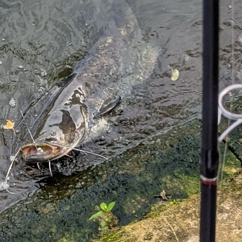 Wels catfish caught on Fishbrain