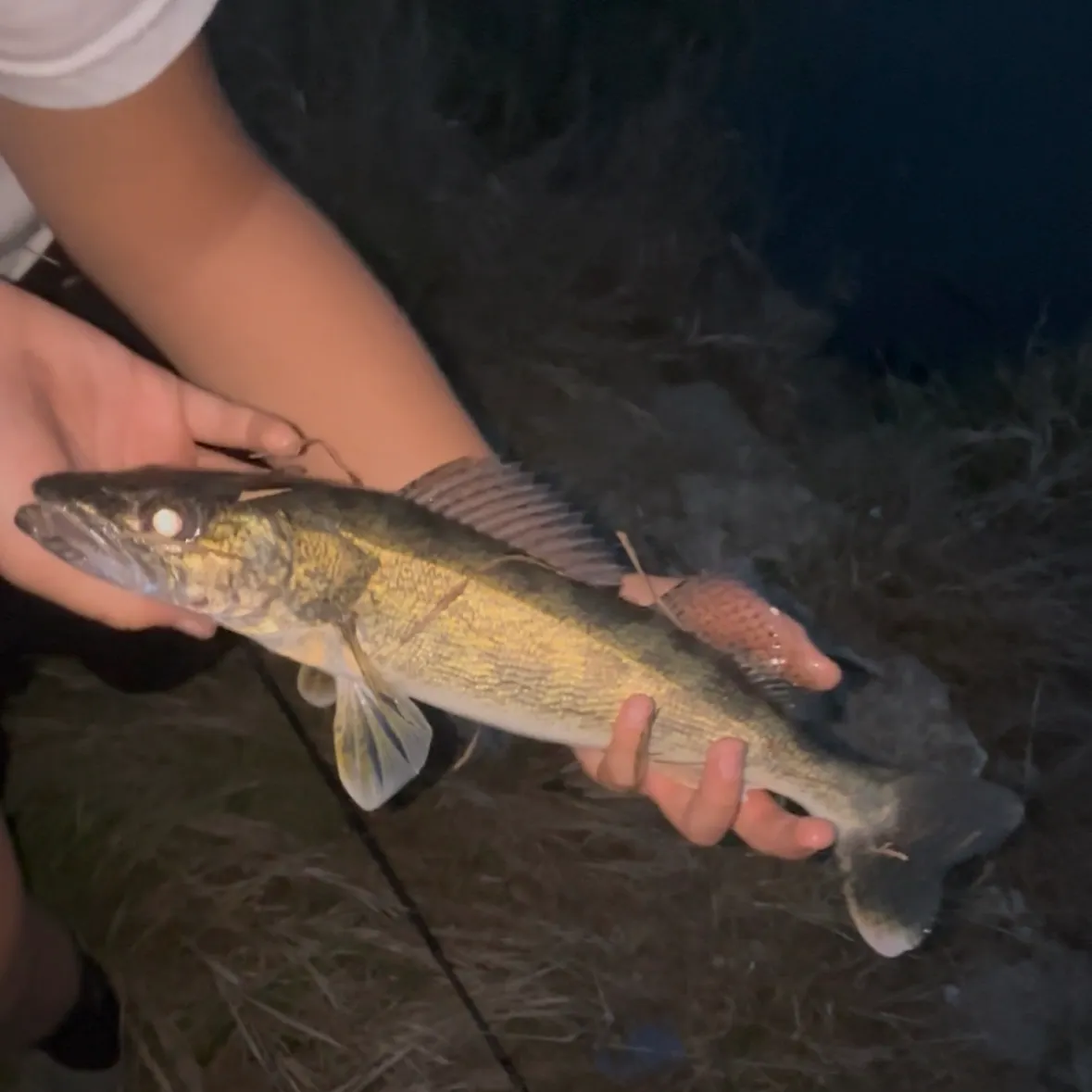 Walleye caught on Fishbrain