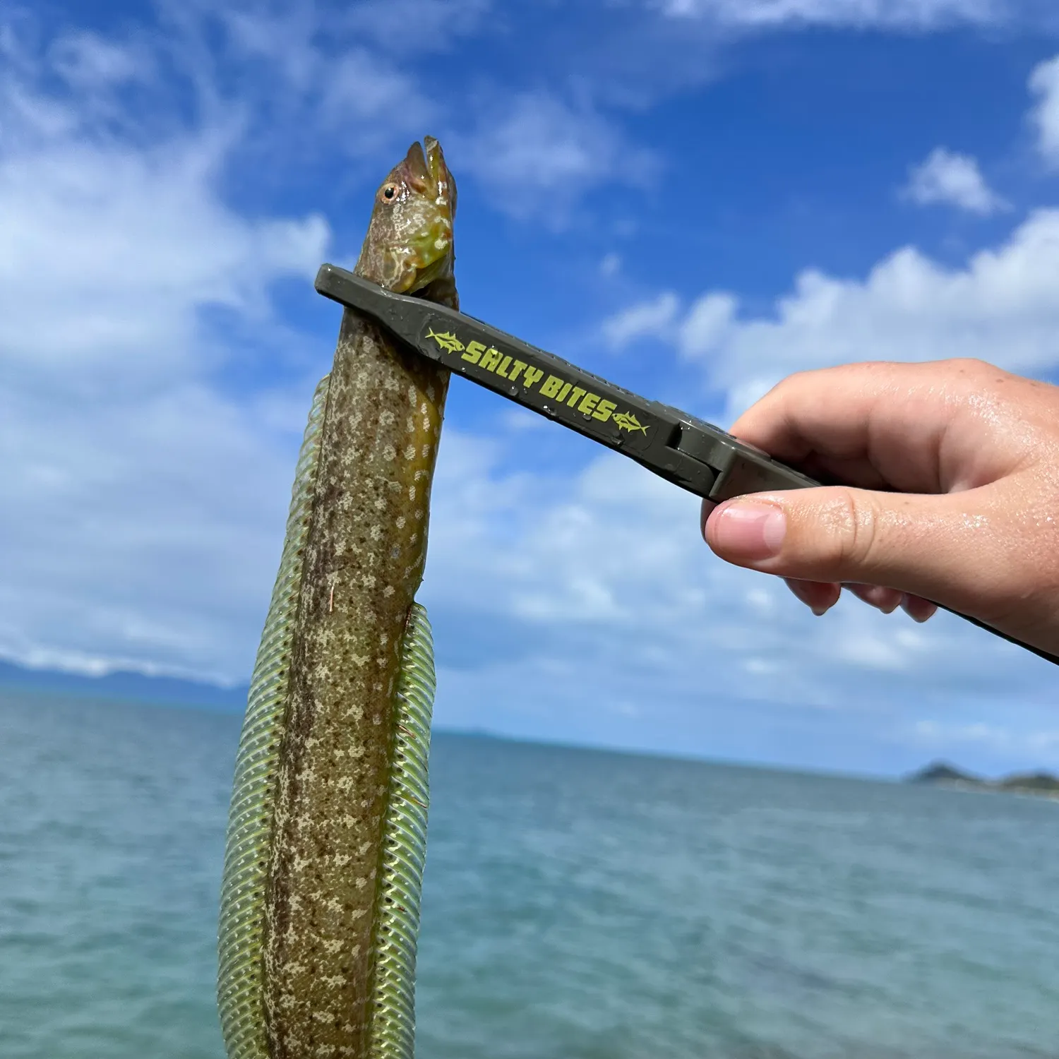 Carpet eel-blenny caught on Fishbrain