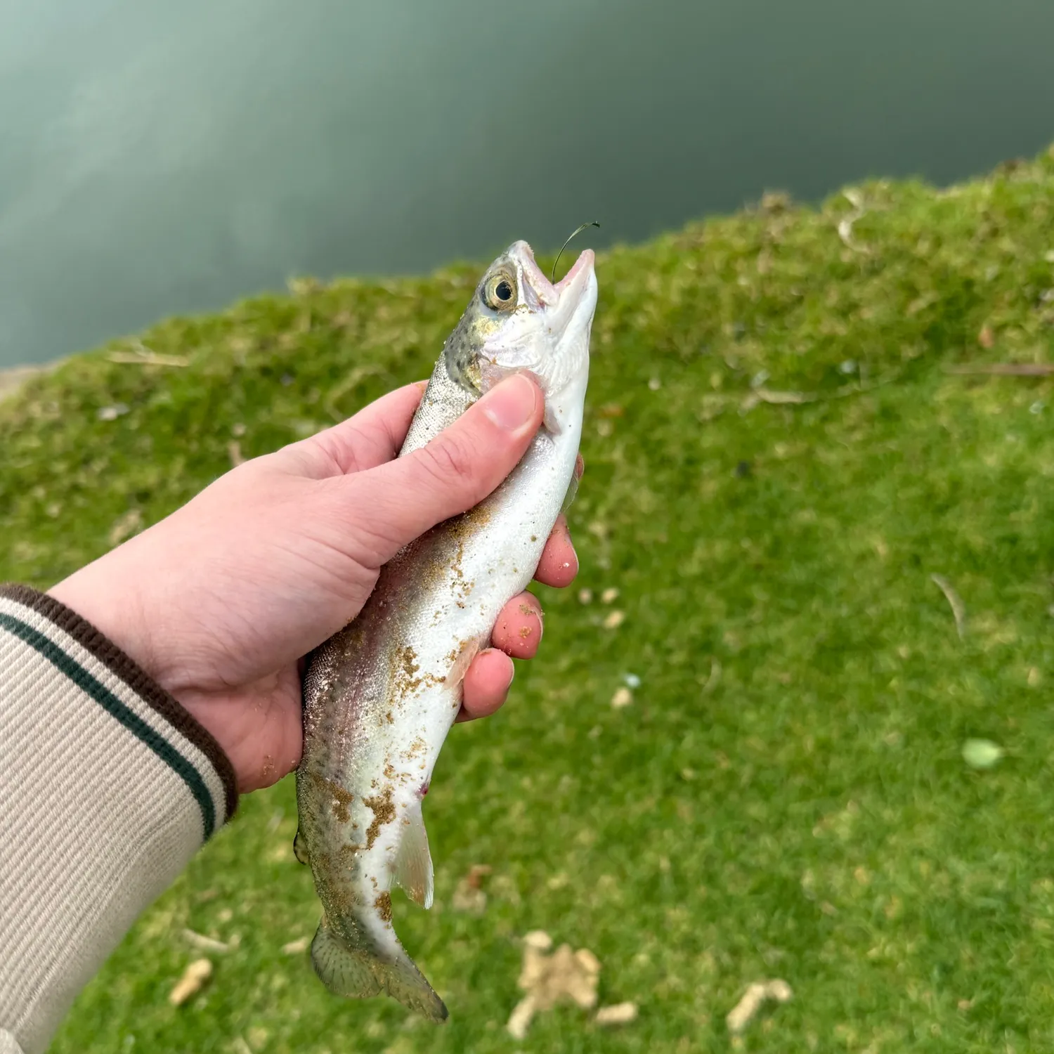 Rainbow trout caught on Fishbrain