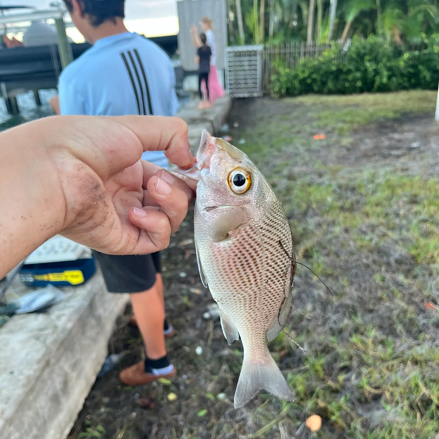 Sailor's choice grunt caught on Fishbrain