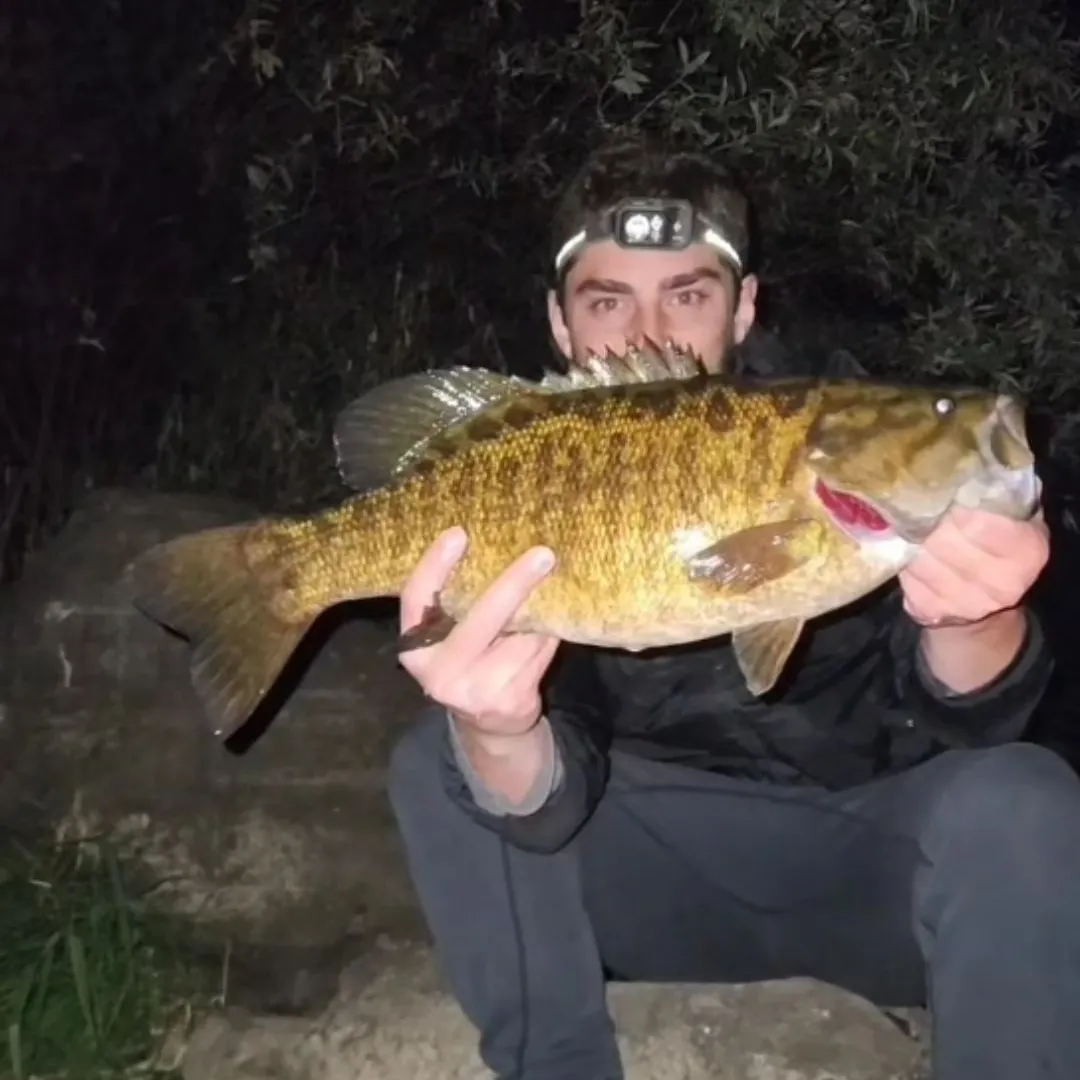Smallmouth bass caught on Fishbrain