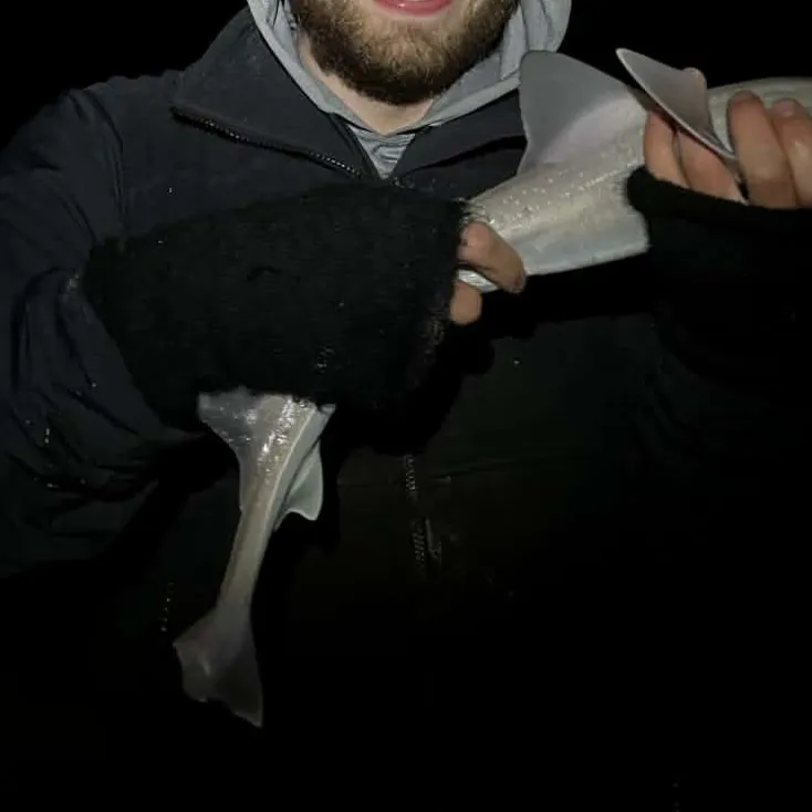 Gummy shark caught on Fishbrain
