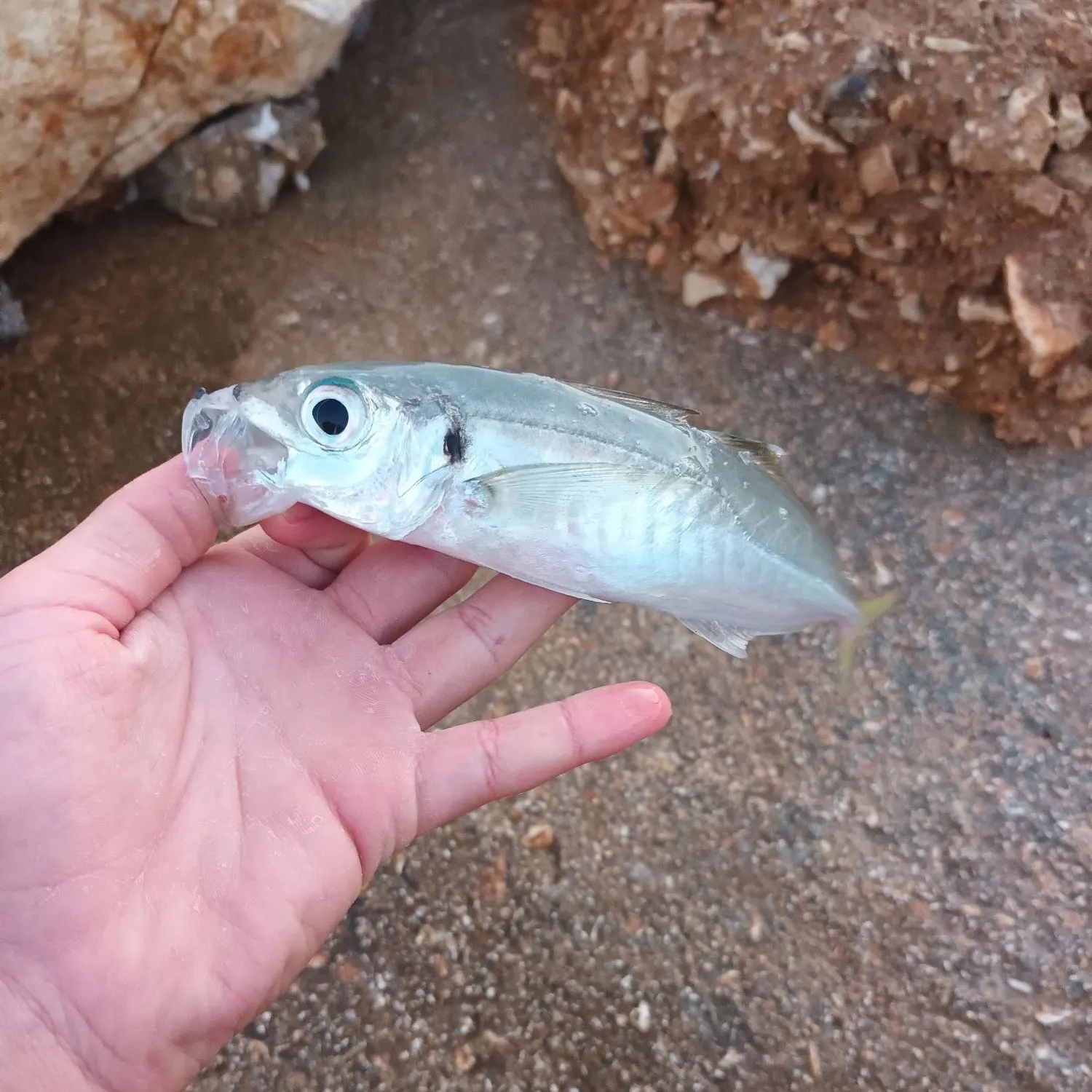 The most recent Mediterranean horse mackerel catches on Fishbrain