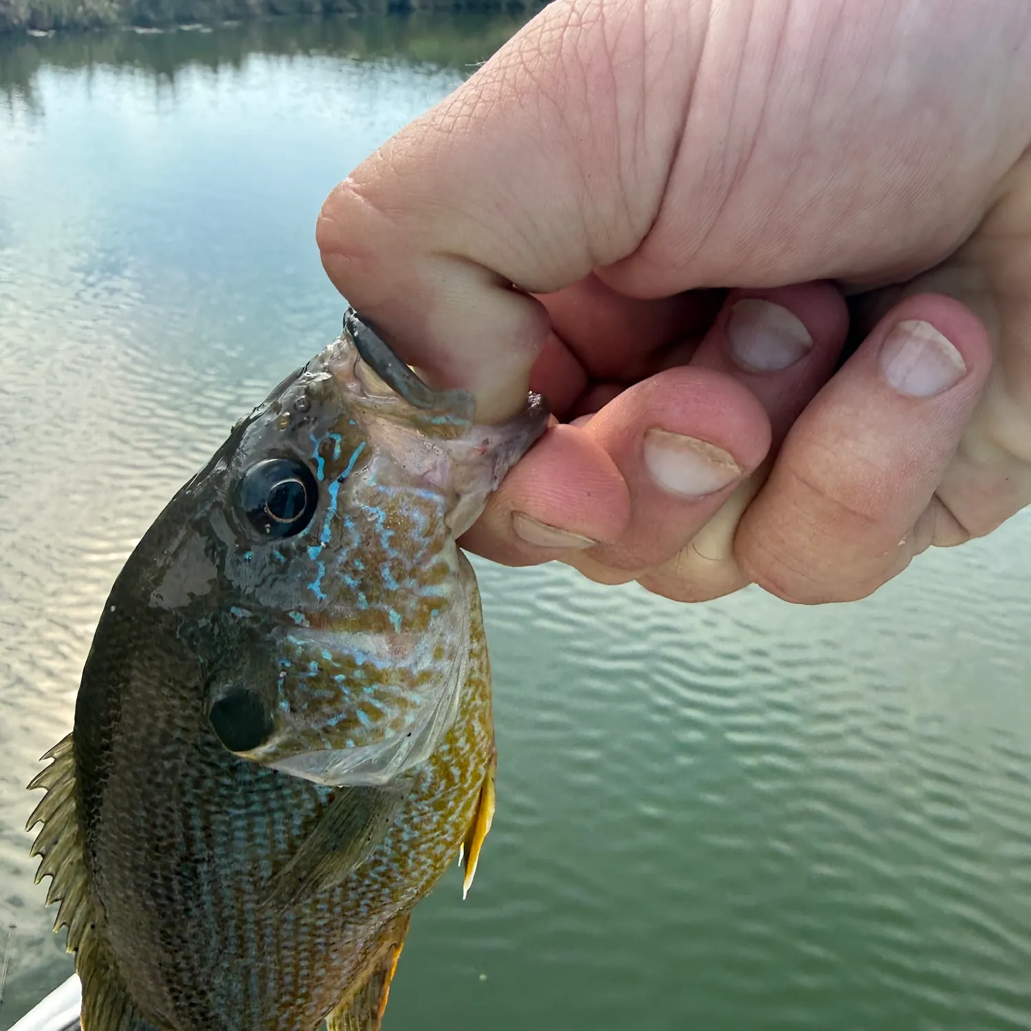 Greengill hybrid caught on Fishbrain