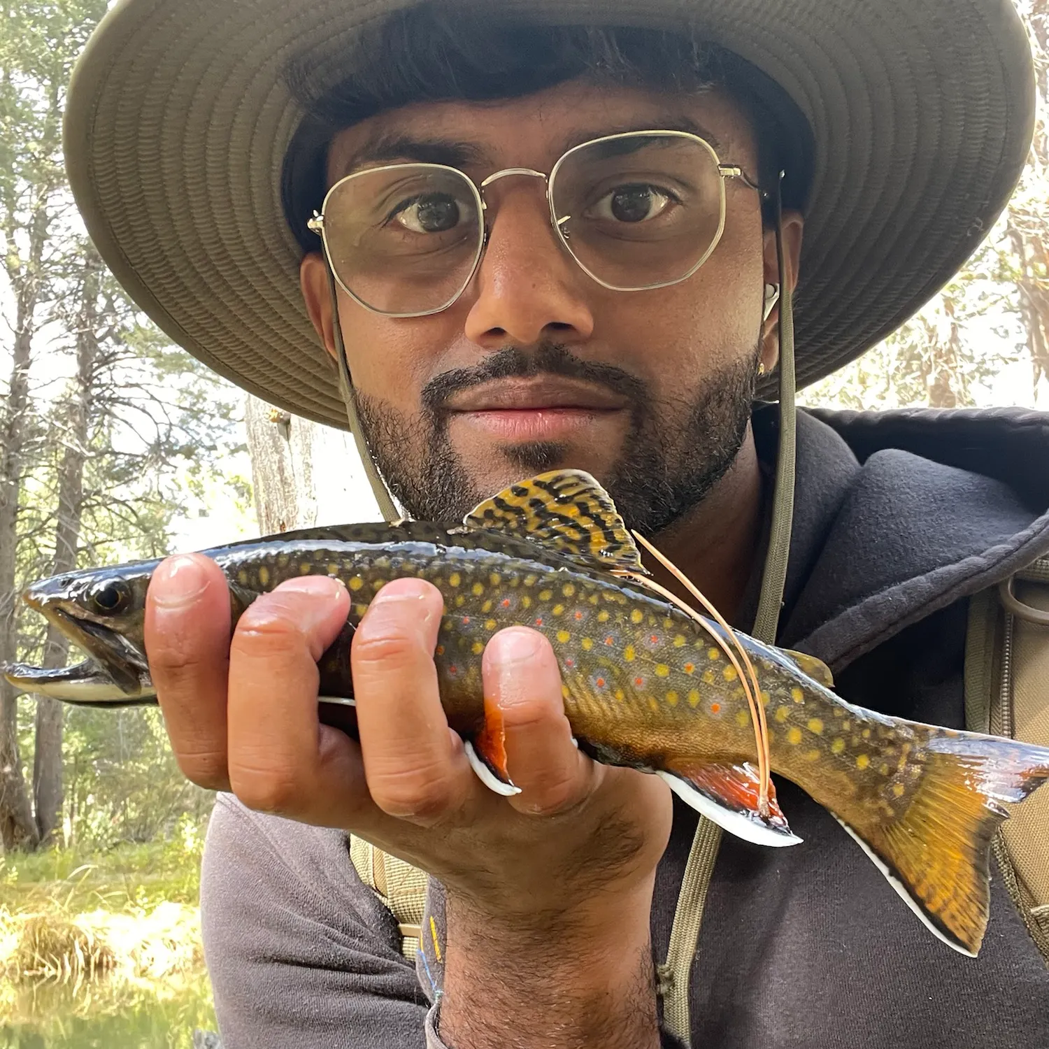 Brook trout caught on Fishbrain