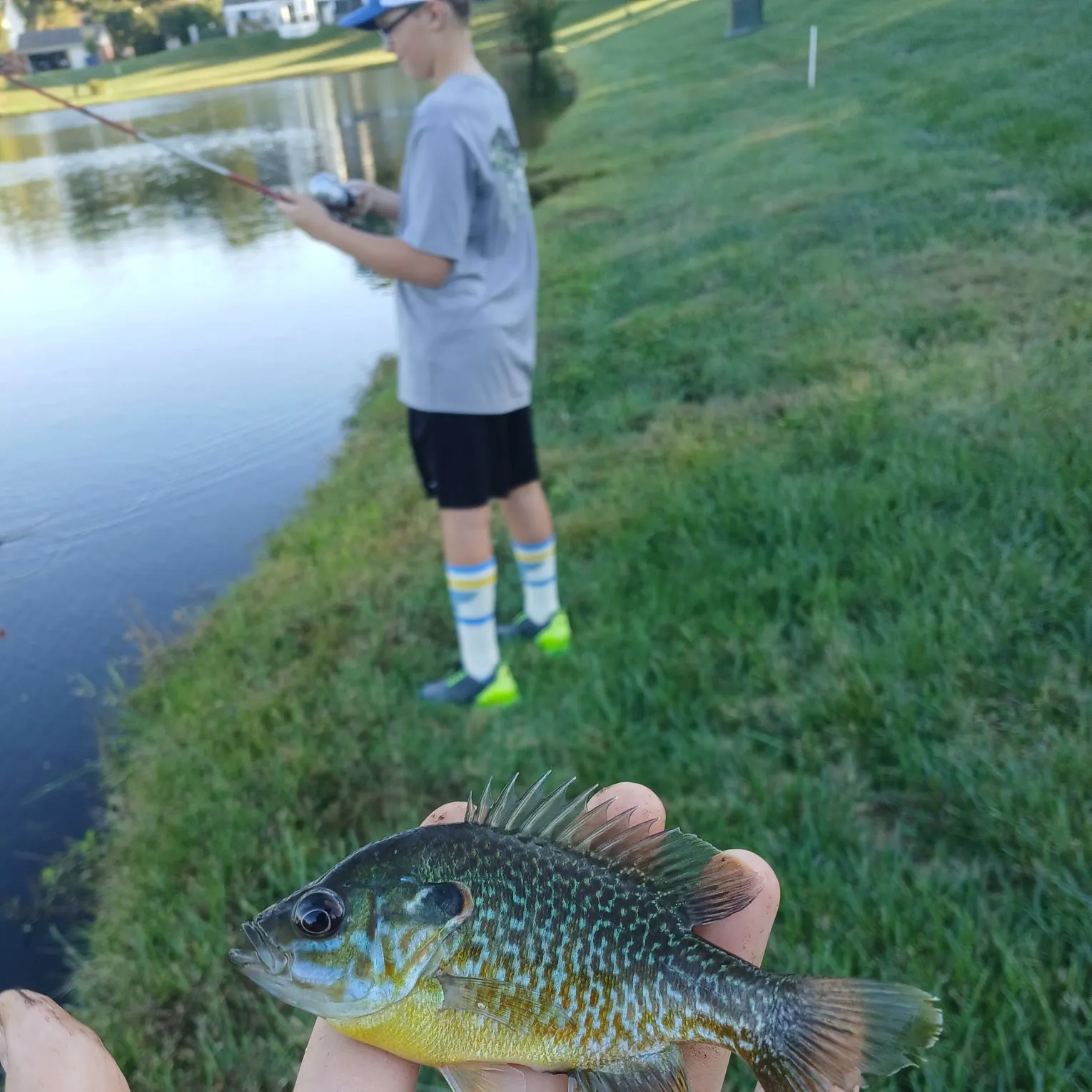 Greengill hybrid caught on Fishbrain