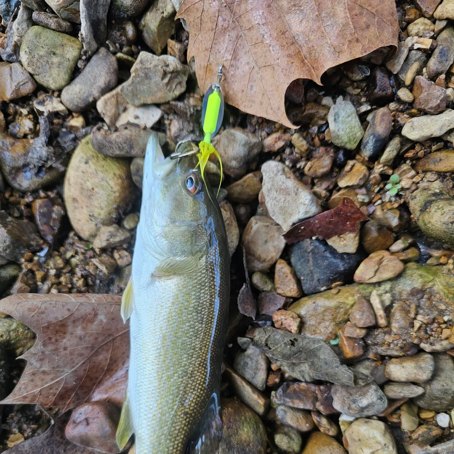 Smallmouth bass caught on Fishbrain