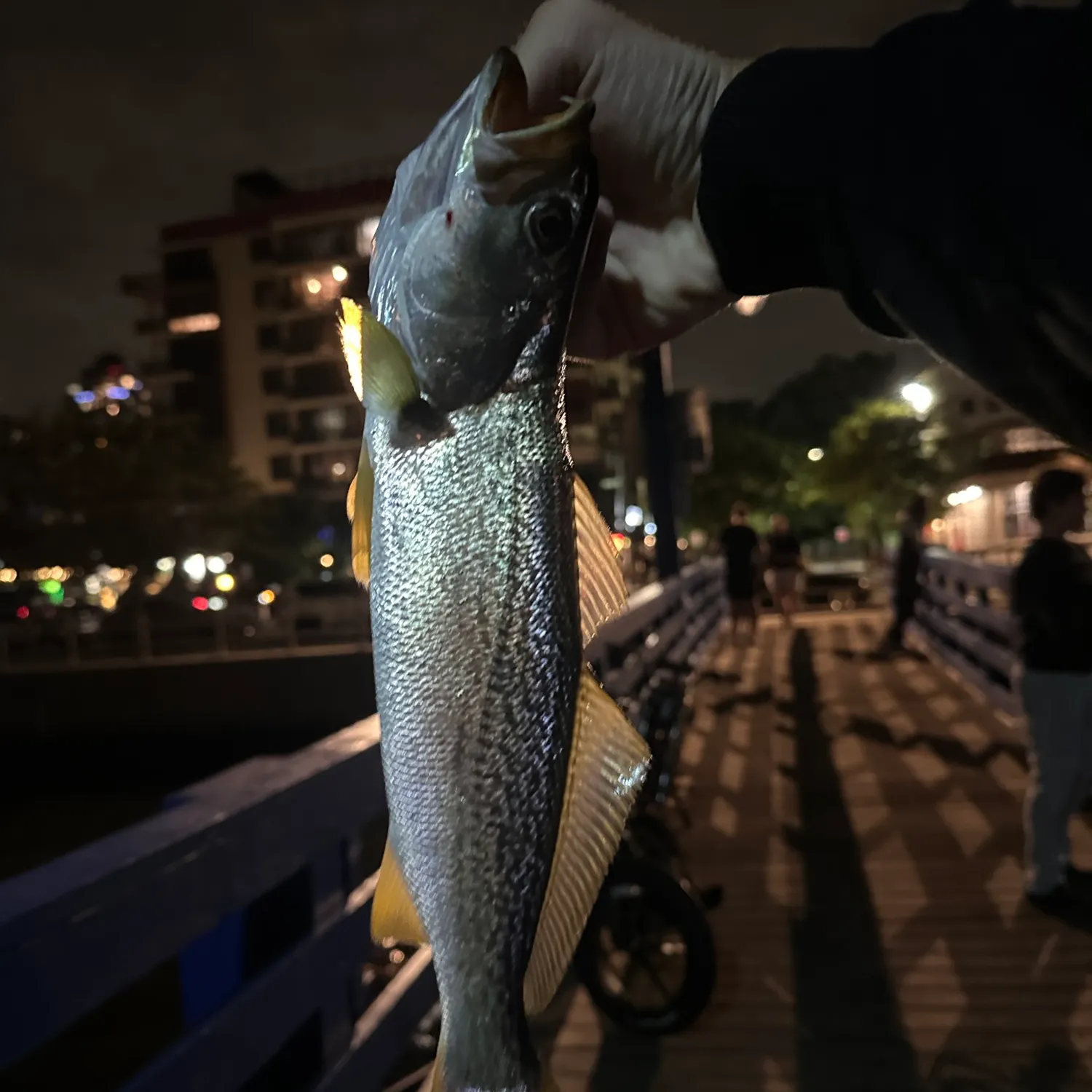 Gray weakfish caught on Fishbrain