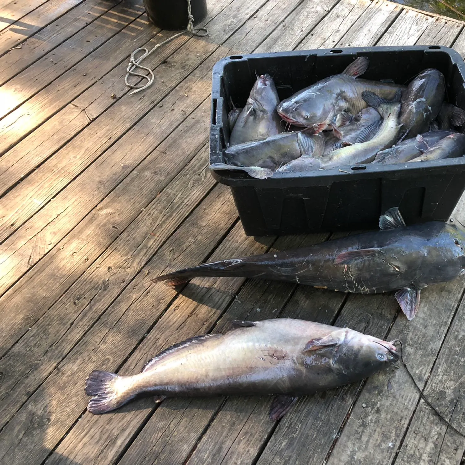 recently logged catches