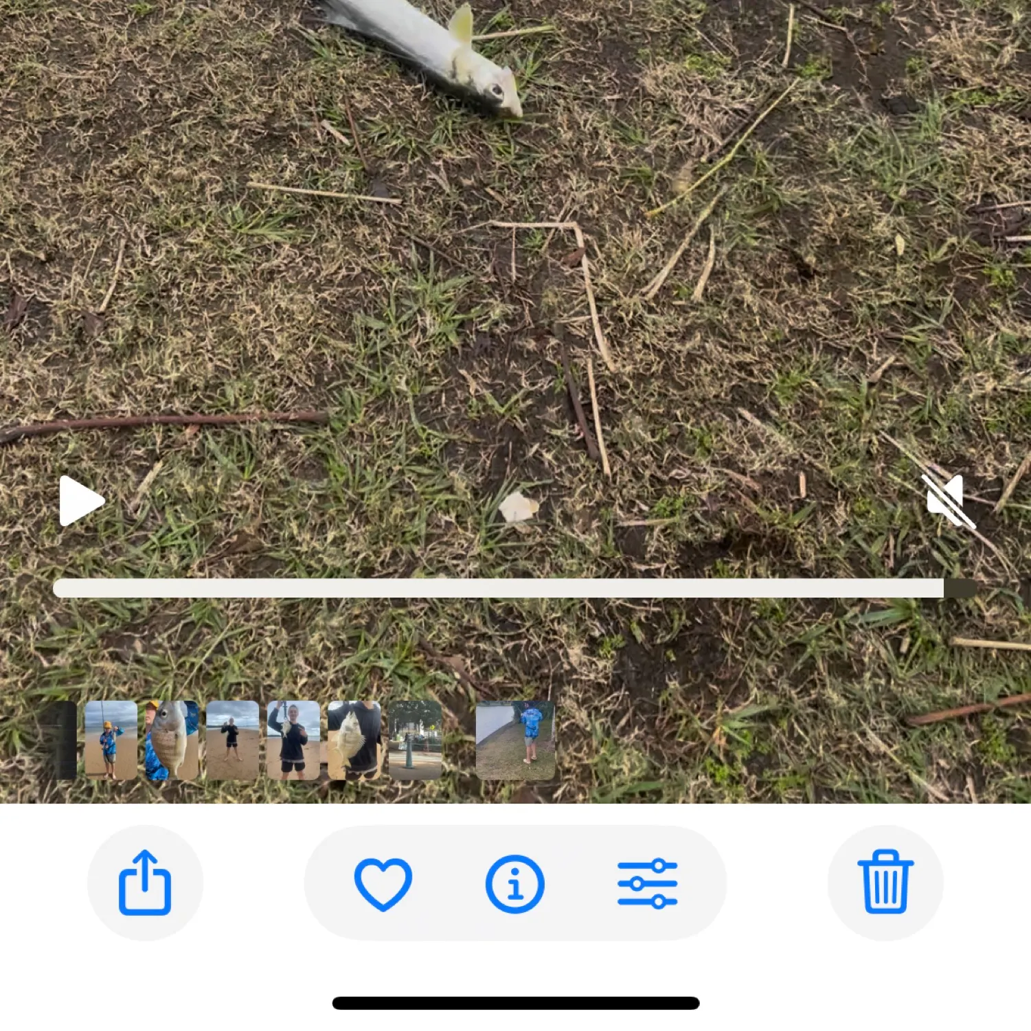 The most recent Hawaiian ladyfish catches on Fishbrain