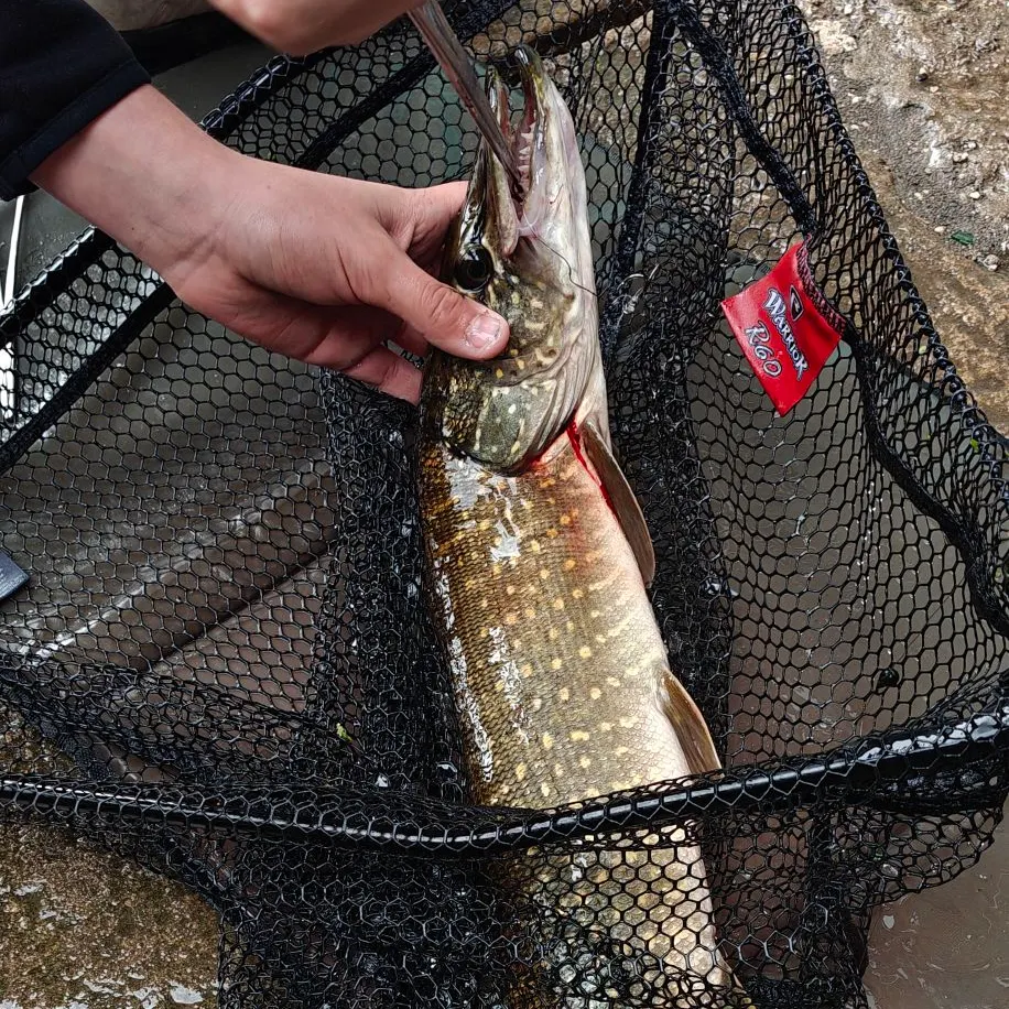 Northern pike caught on Fishbrain