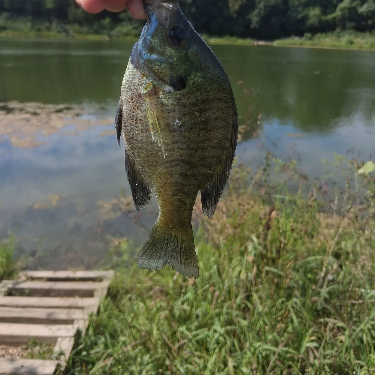 Bluegill caught on Fishbrain