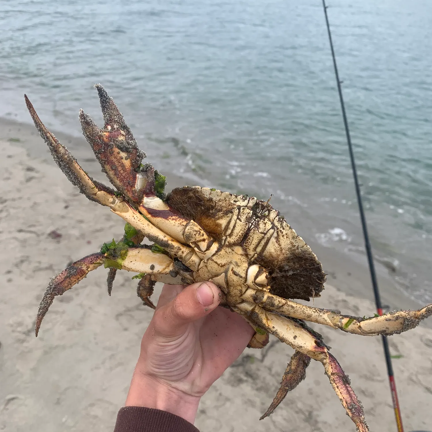 The most recent Jonah crab catches on Fishbrain