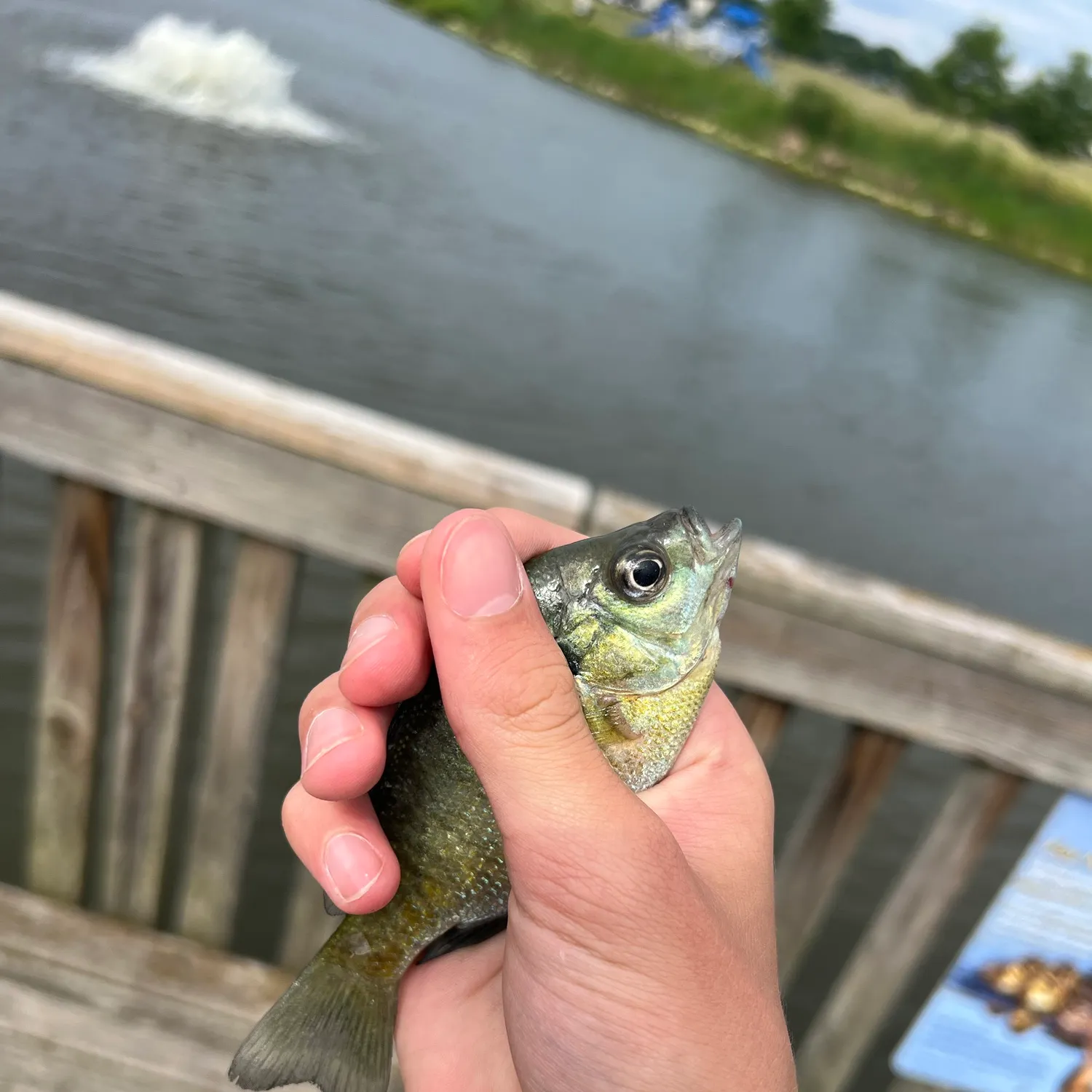 Bluegill caught on Fishbrain