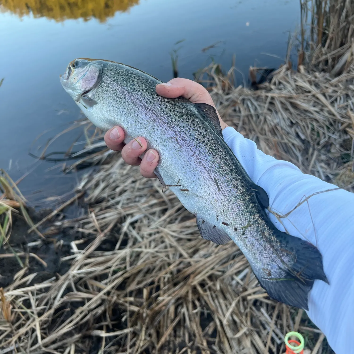 Rainbow trout caught on Fishbrain