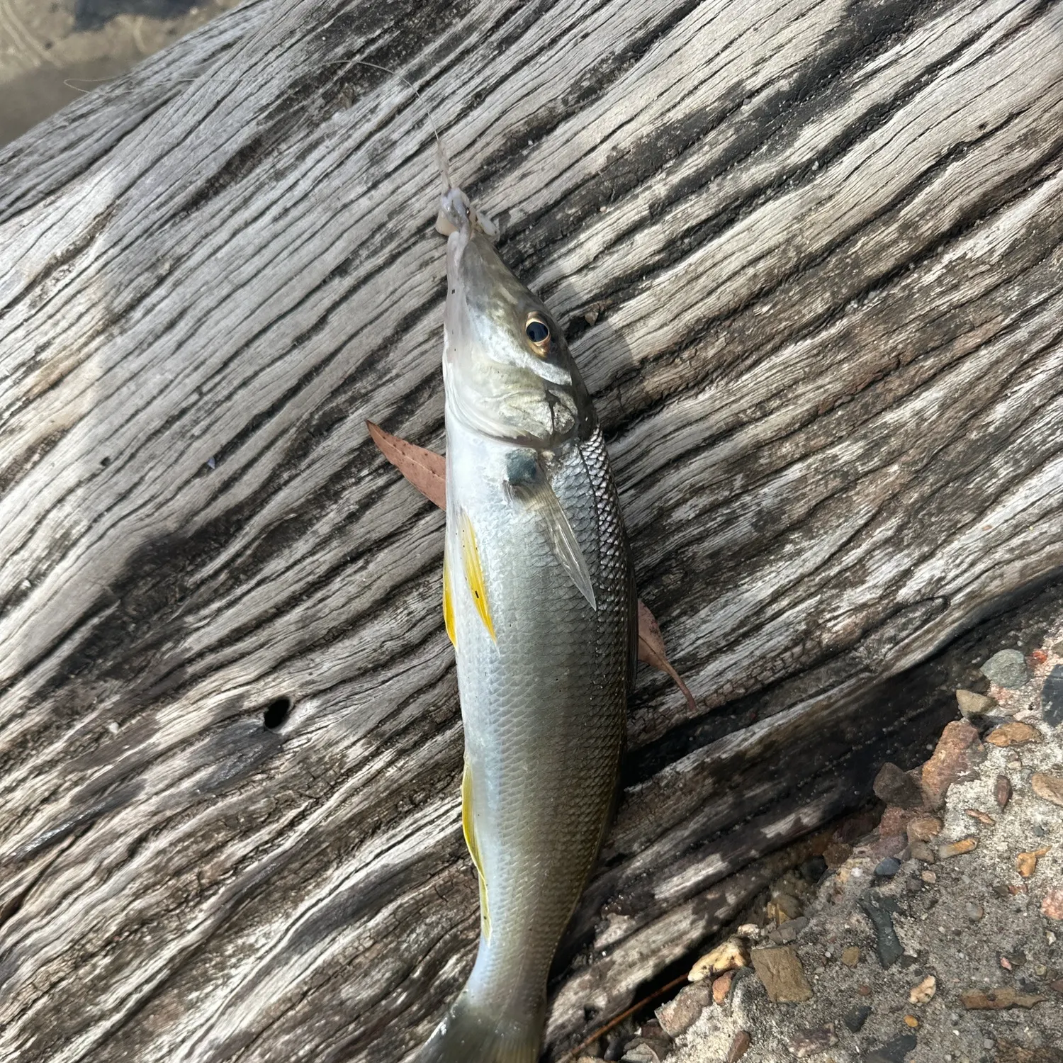 The most recent Sand sillago catches on Fishbrain