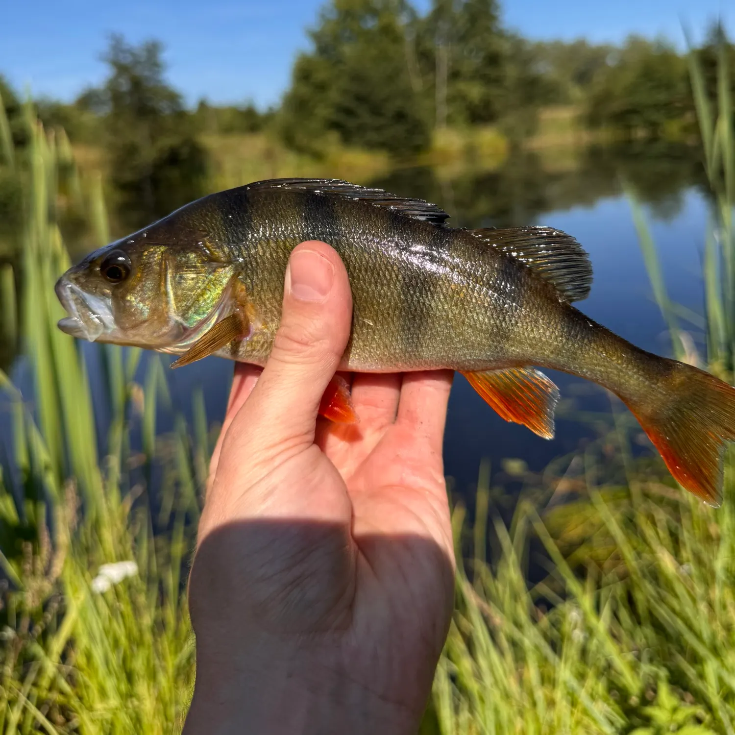 European perch caught on Fishbrain