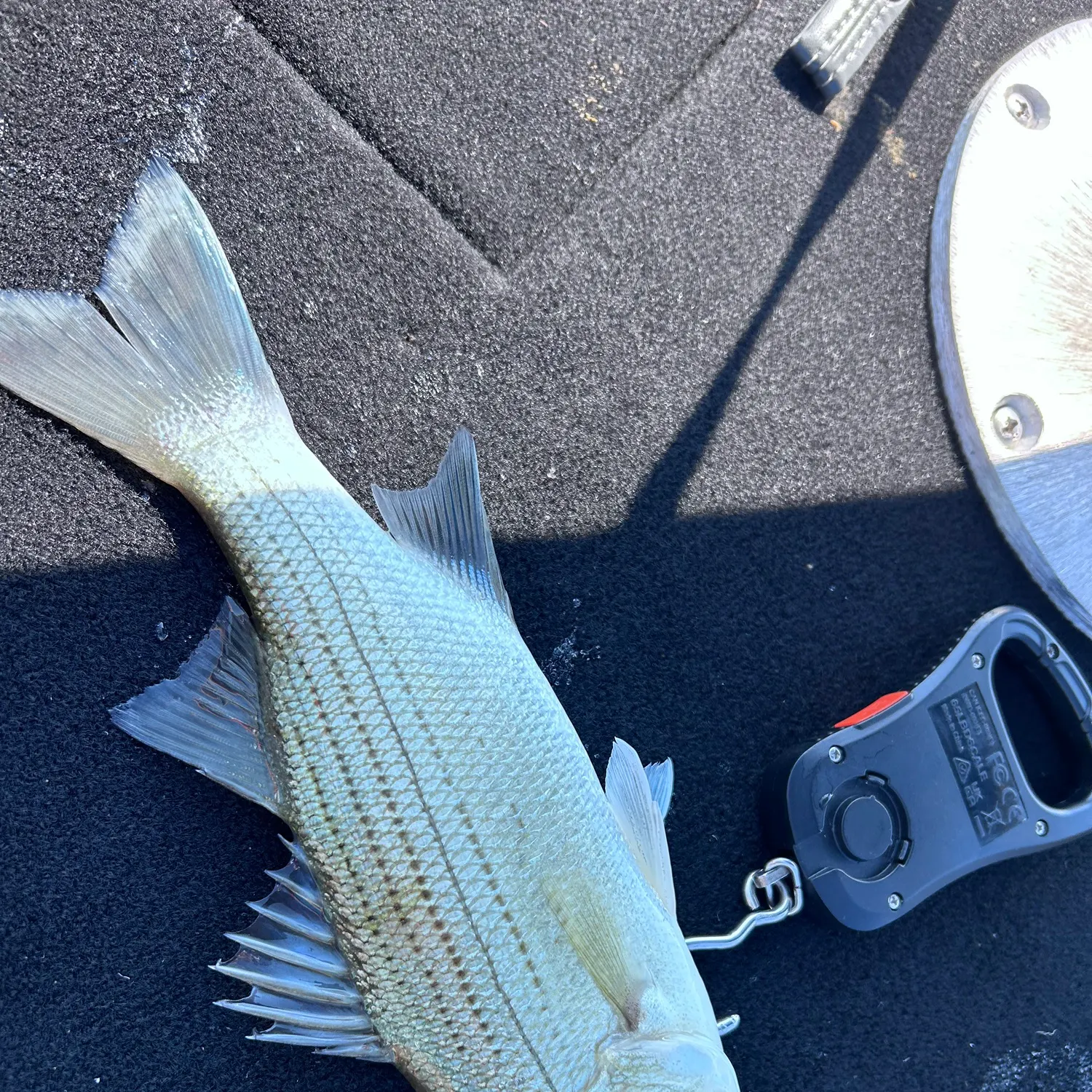 White bass caught on Fishbrain