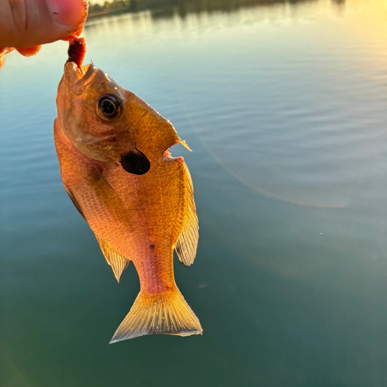 Bluegill caught on Fishbrain