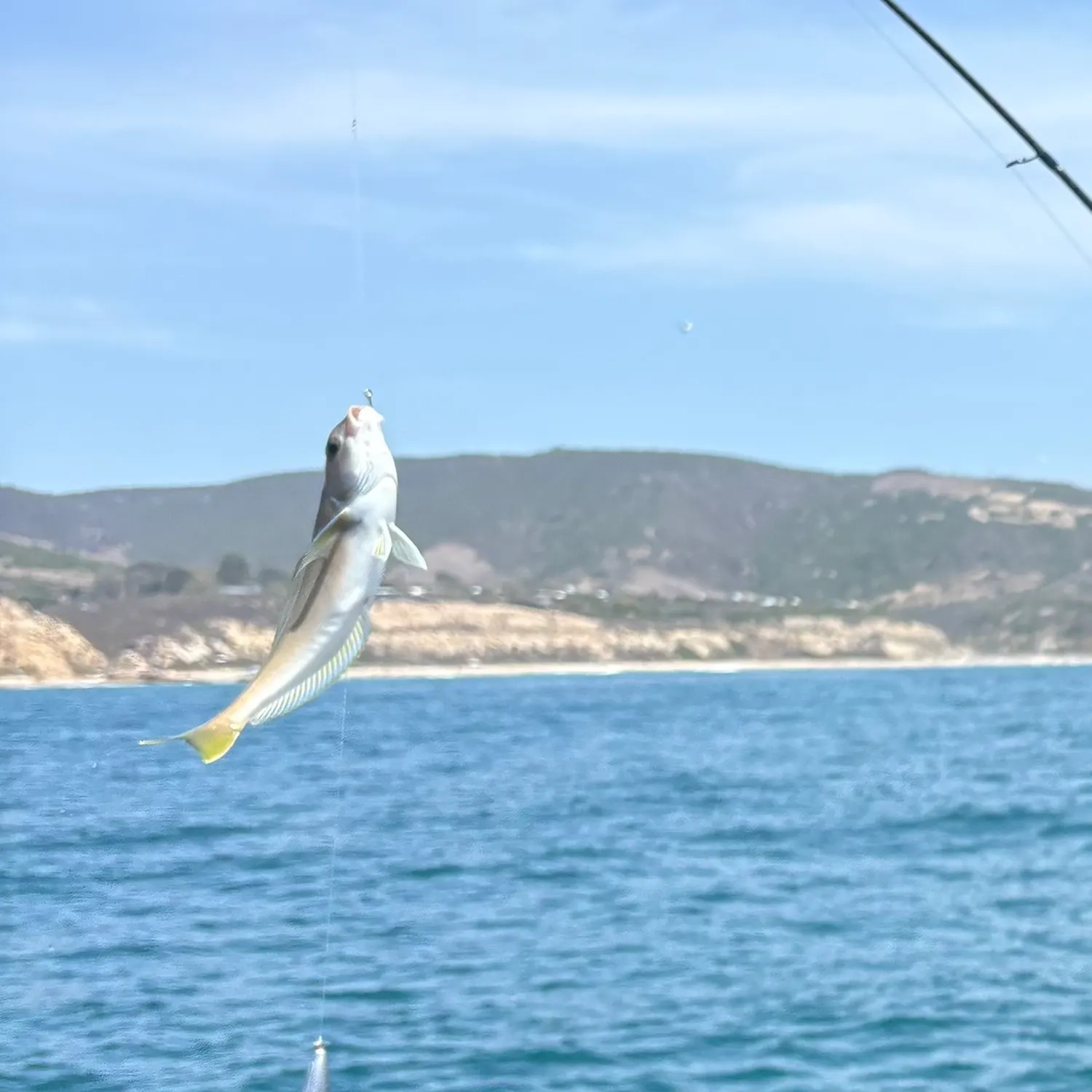 The most recent Ocean whitefish catches on Fishbrain
