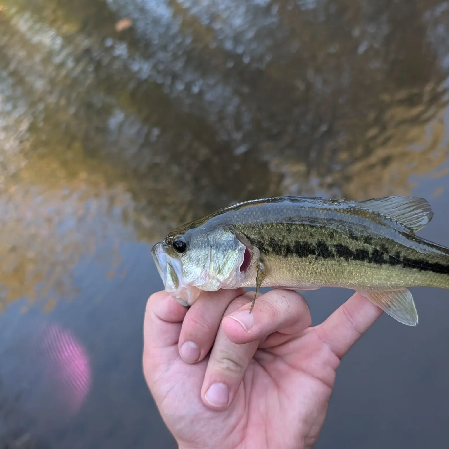 Spotted bass caught on Fishbrain