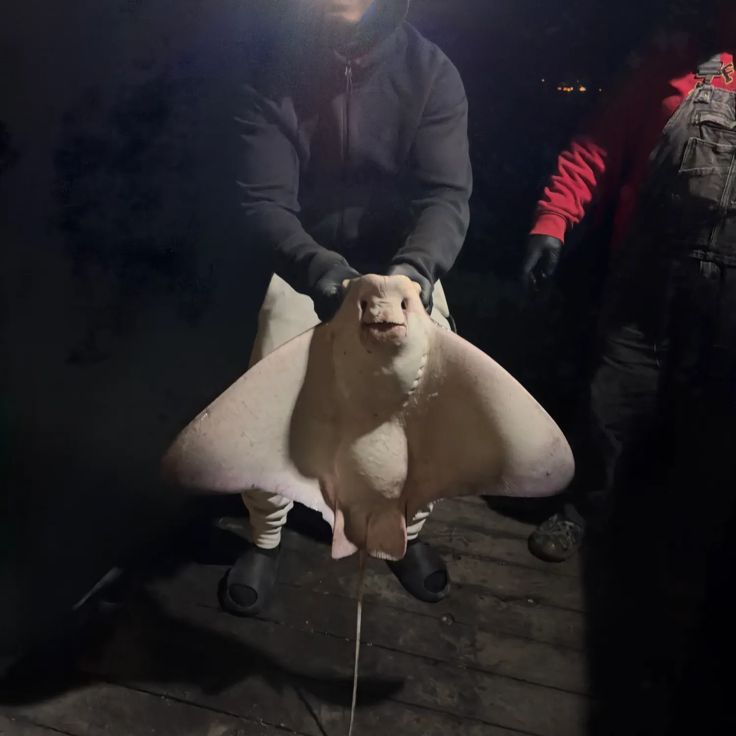 Bat eagle ray caught on Fishbrain