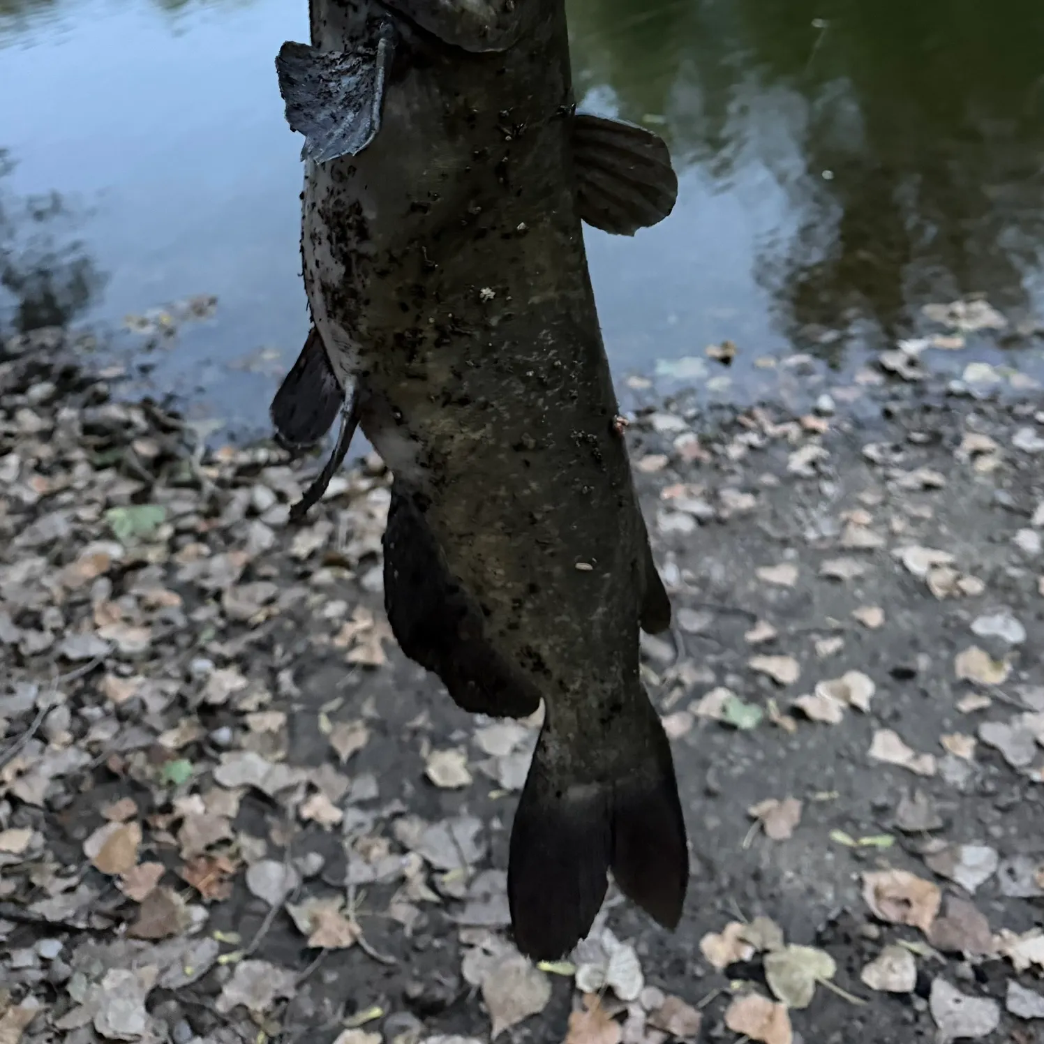 Channel catfish caught on Fishbrain