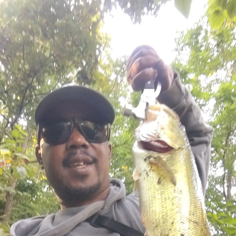 Largemouth bass caught on Fishbrain