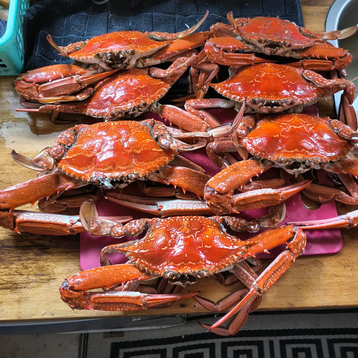 The most recent Blue swimmer crab catches on Fishbrain