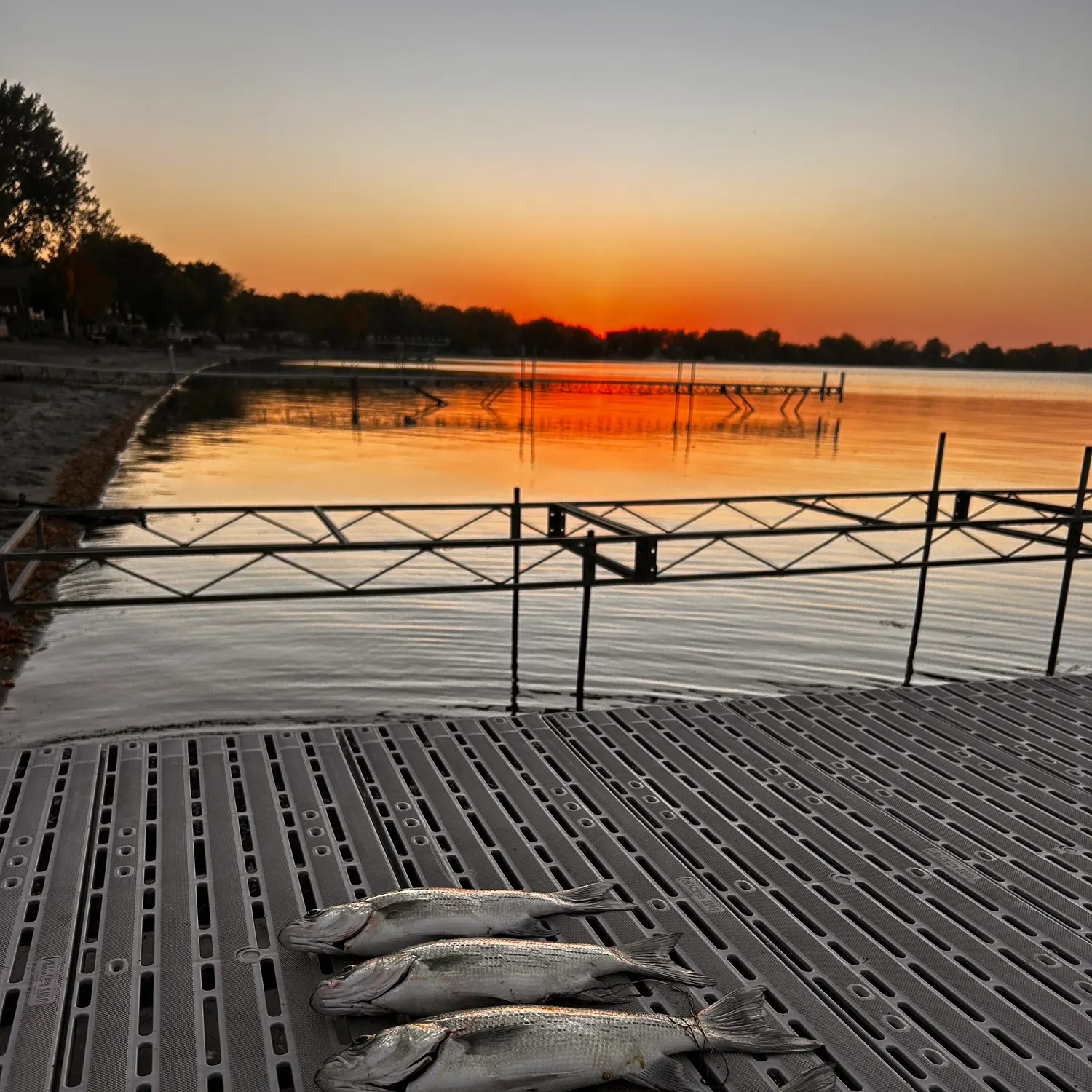 White bass caught on Fishbrain