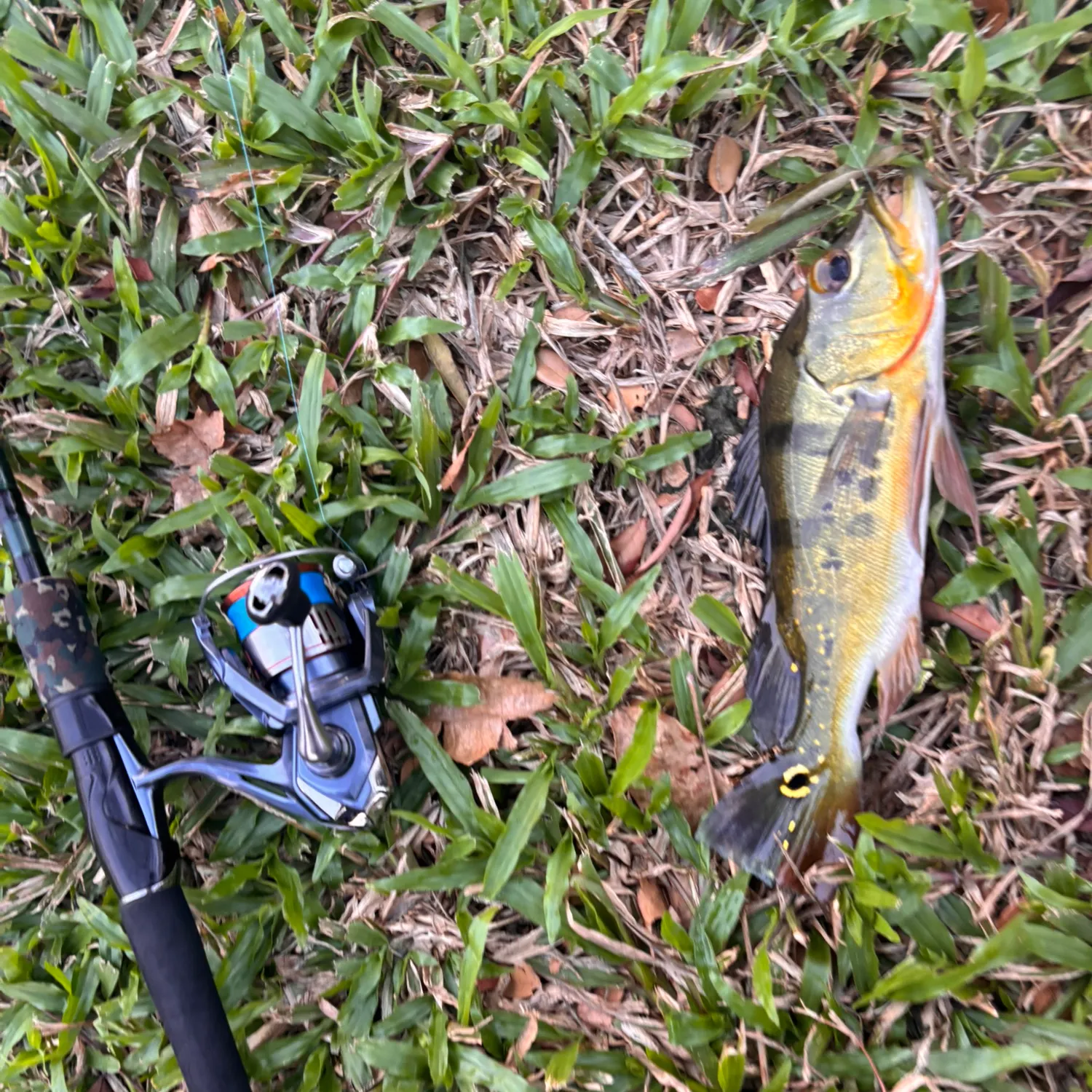 Butterfly peacock bass caught on Fishbrain