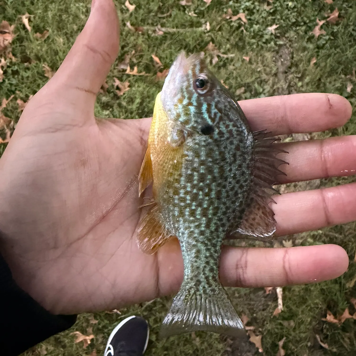 Pumpkinseed caught on Fishbrain