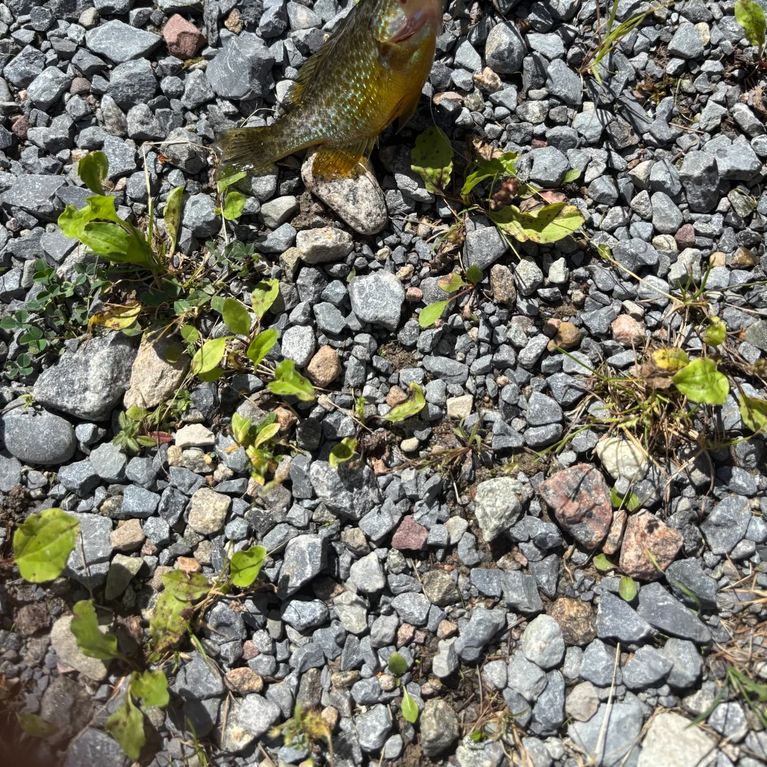 Greengill hybrid caught on Fishbrain