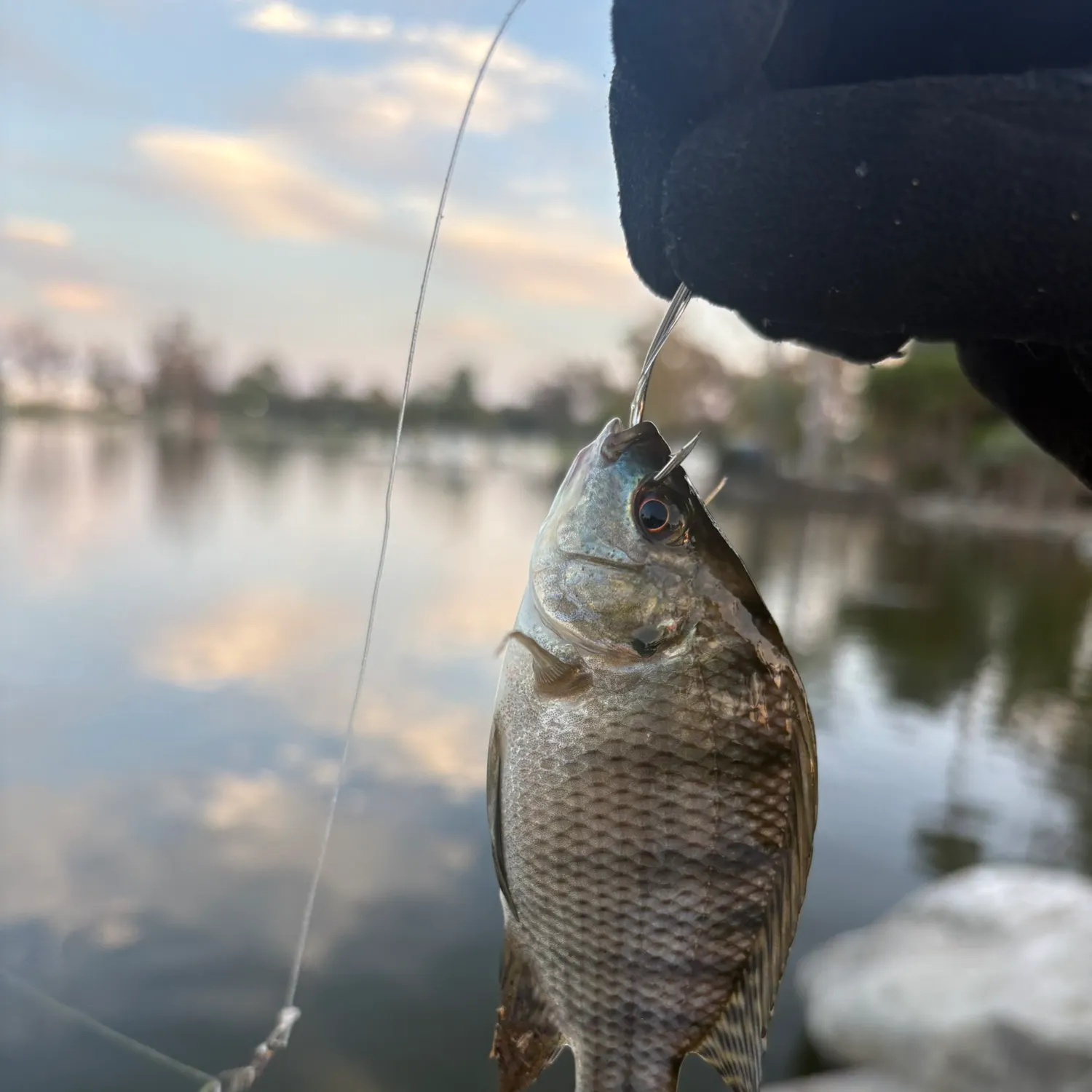 Blue tilapia caught on Fishbrain