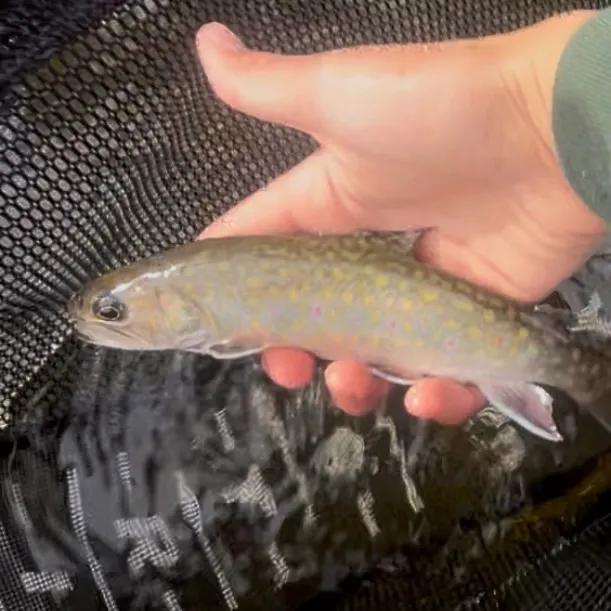 Brook trout caught on Fishbrain