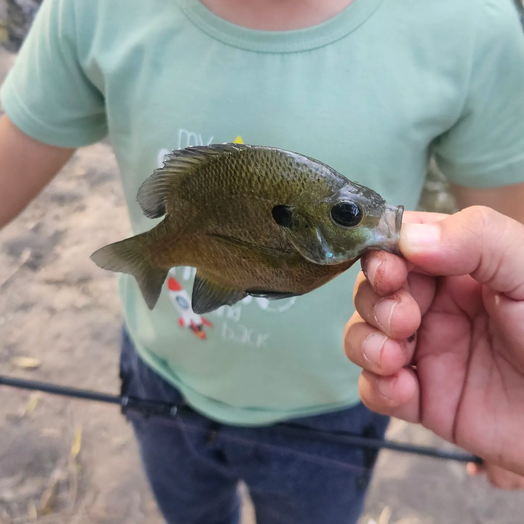 Bluegill caught on Fishbrain