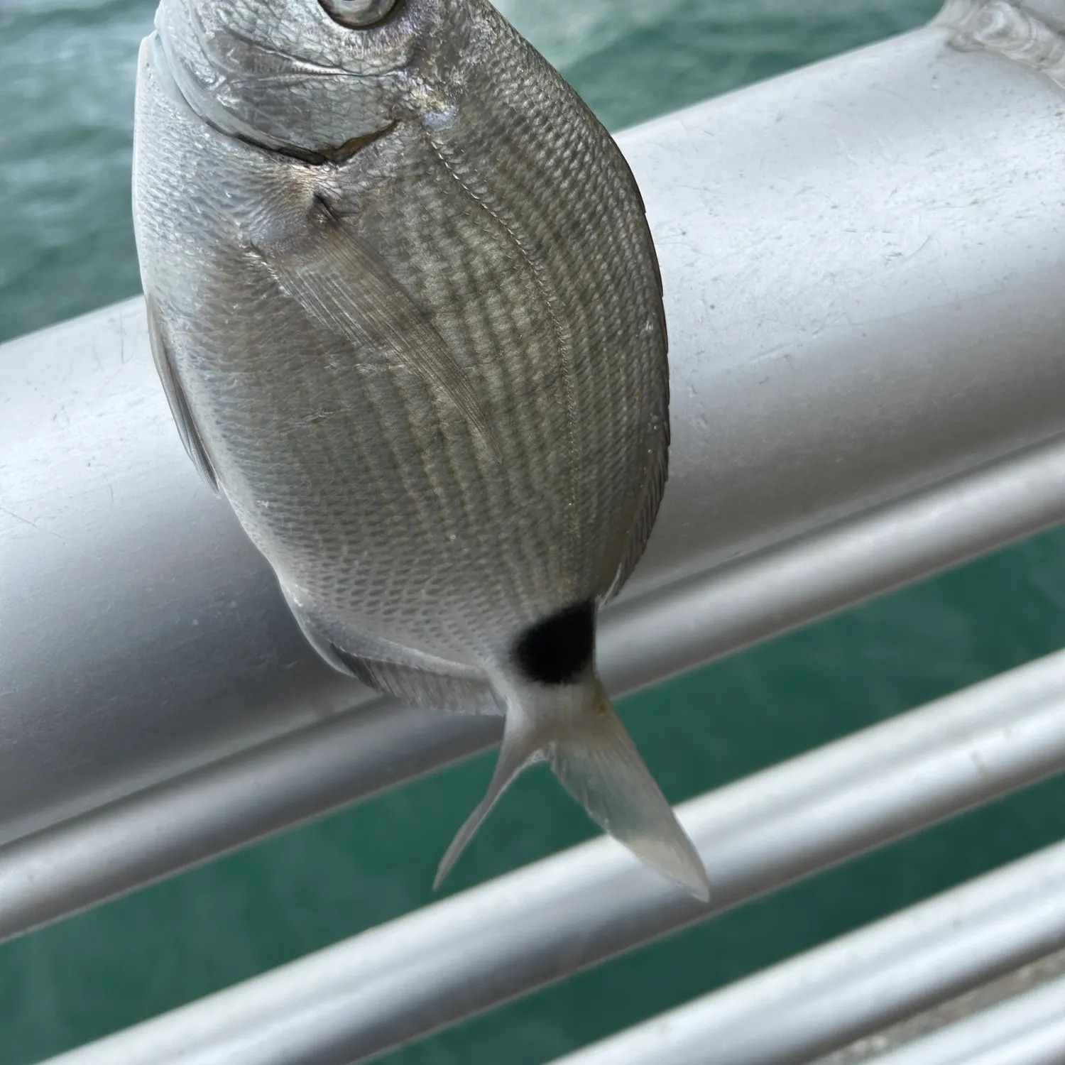 The most recent Spottail seabream catches on Fishbrain