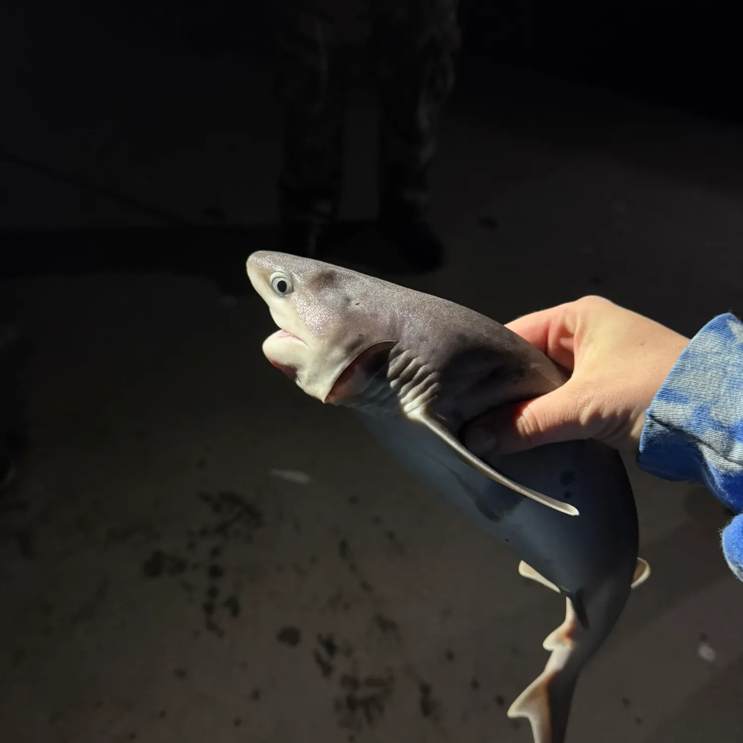 Broadnose sevengill shark caught on Fishbrain