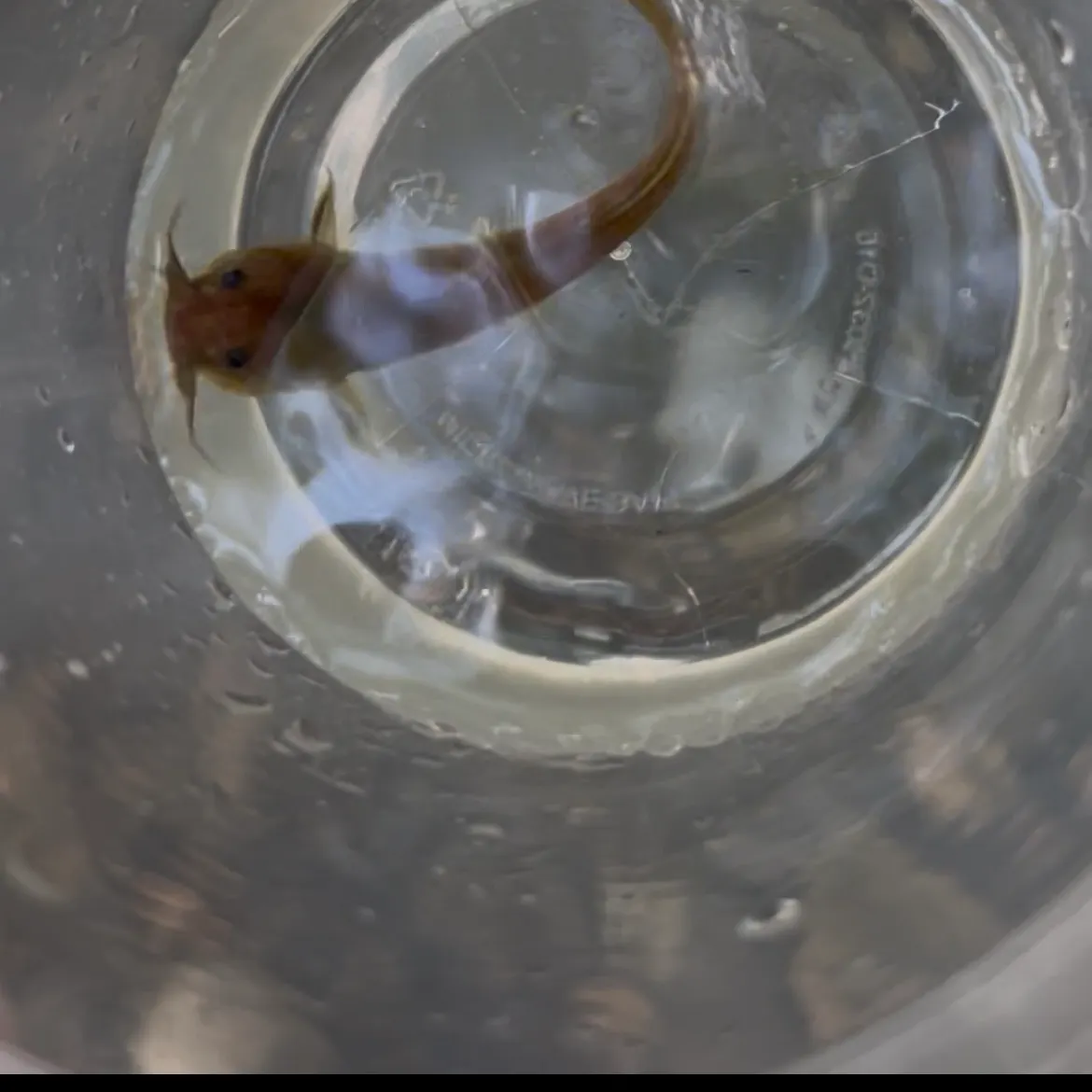 The most recent Frecklebelly madtom catches on Fishbrain