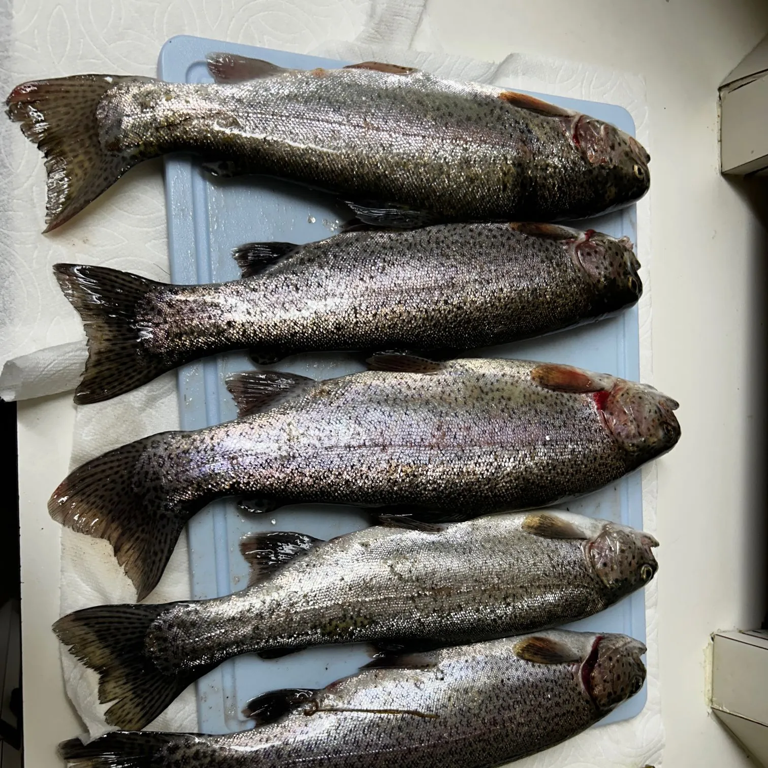 recently logged catches