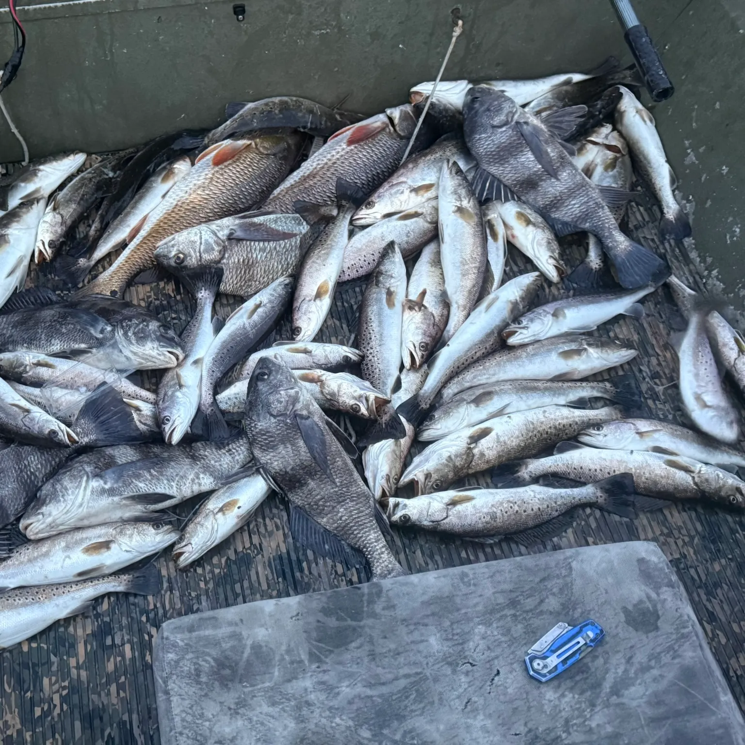 recently logged catches