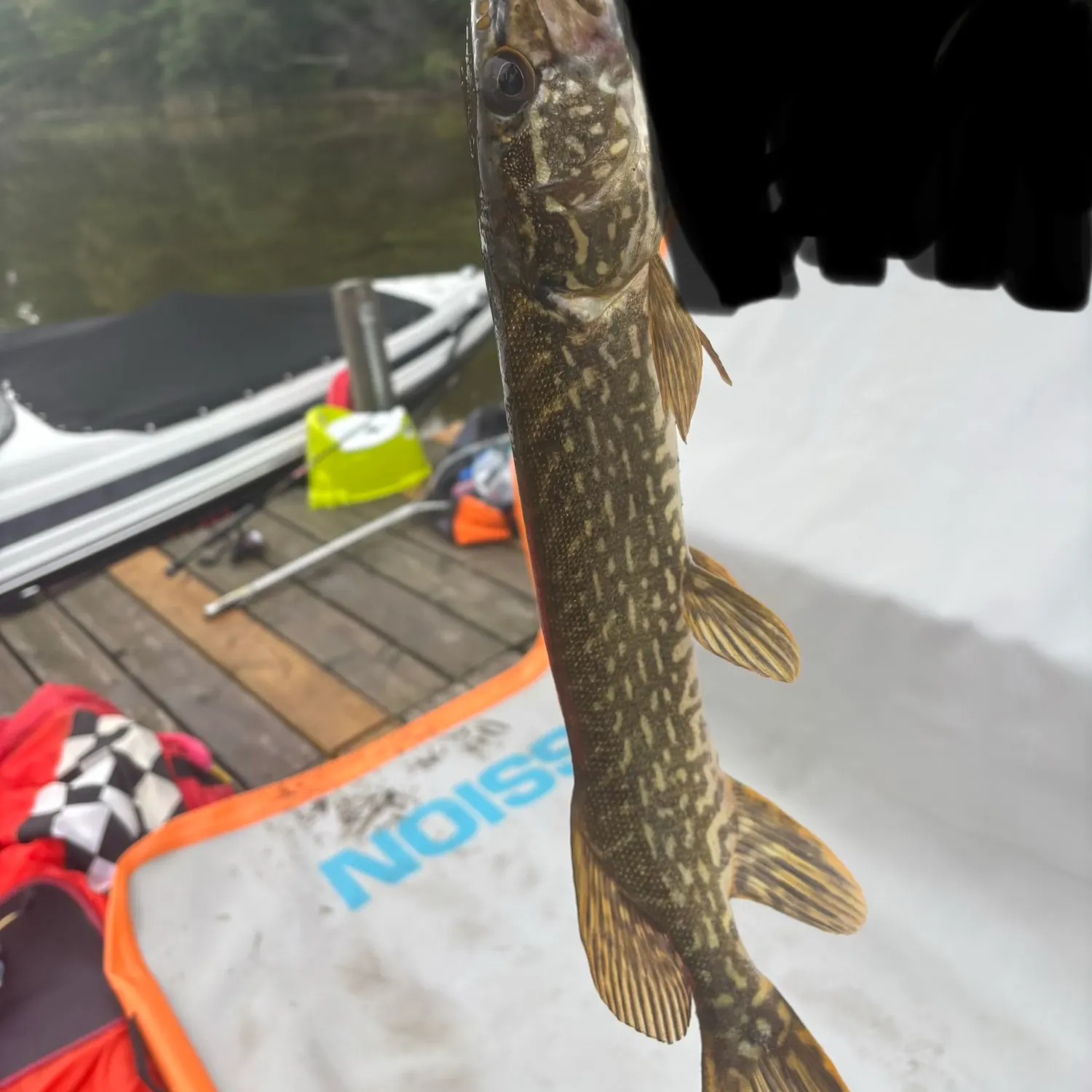Northern pike caught on Fishbrain