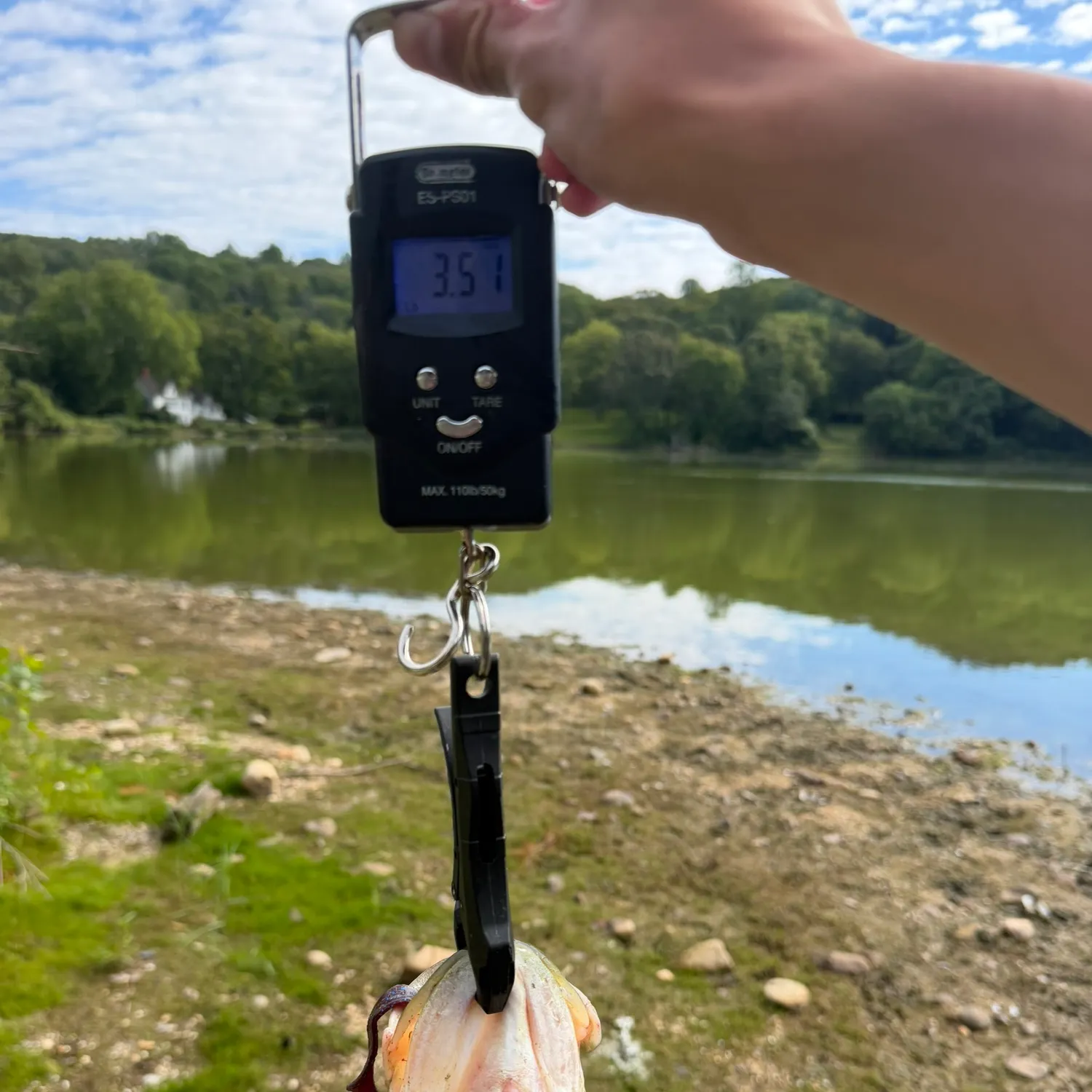 Largemouth bass caught on Fishbrain