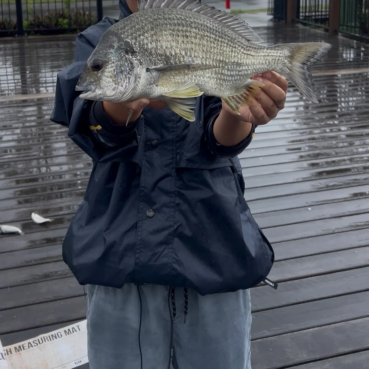 Surf bream caught on Fishbrain