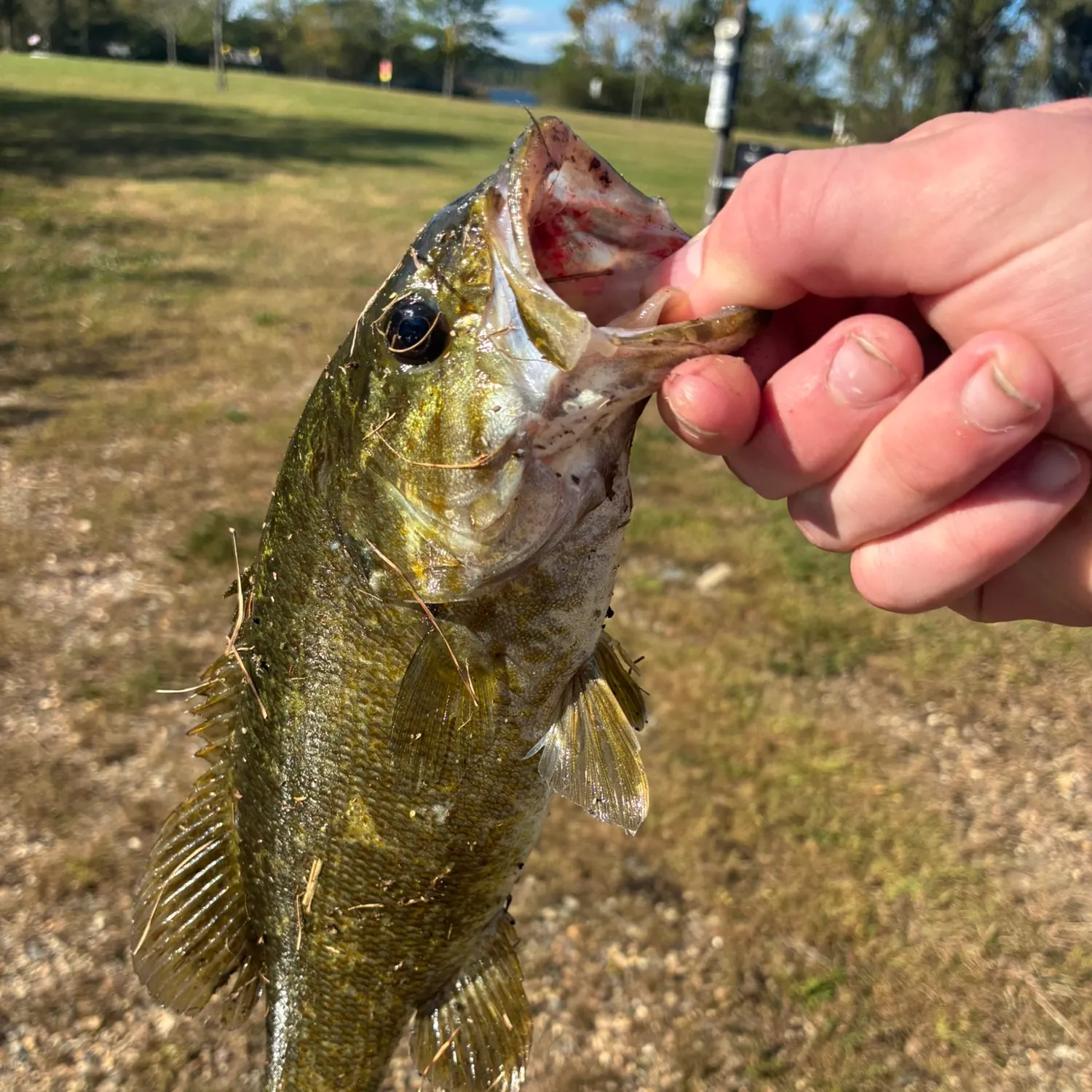 Smallmouth bass caught on Fishbrain